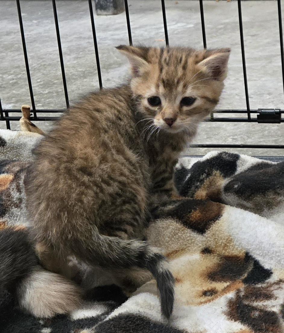 Enlarge KITTENS, a Adoptable Tabby in Claremore, OK image 1/6