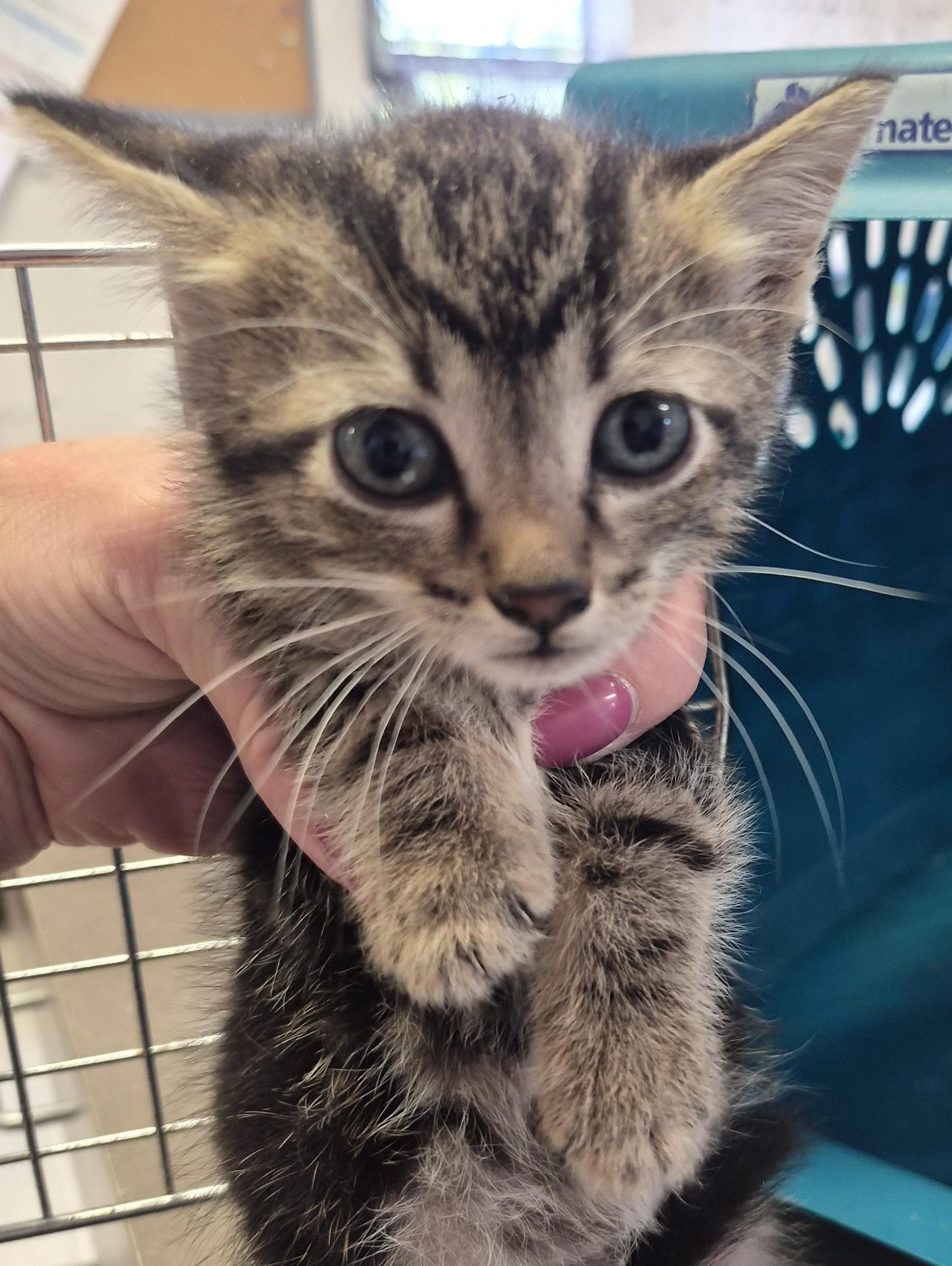 Enlarge KITTENS, a Adoptable Tabby in Claremore, OK image 4/6