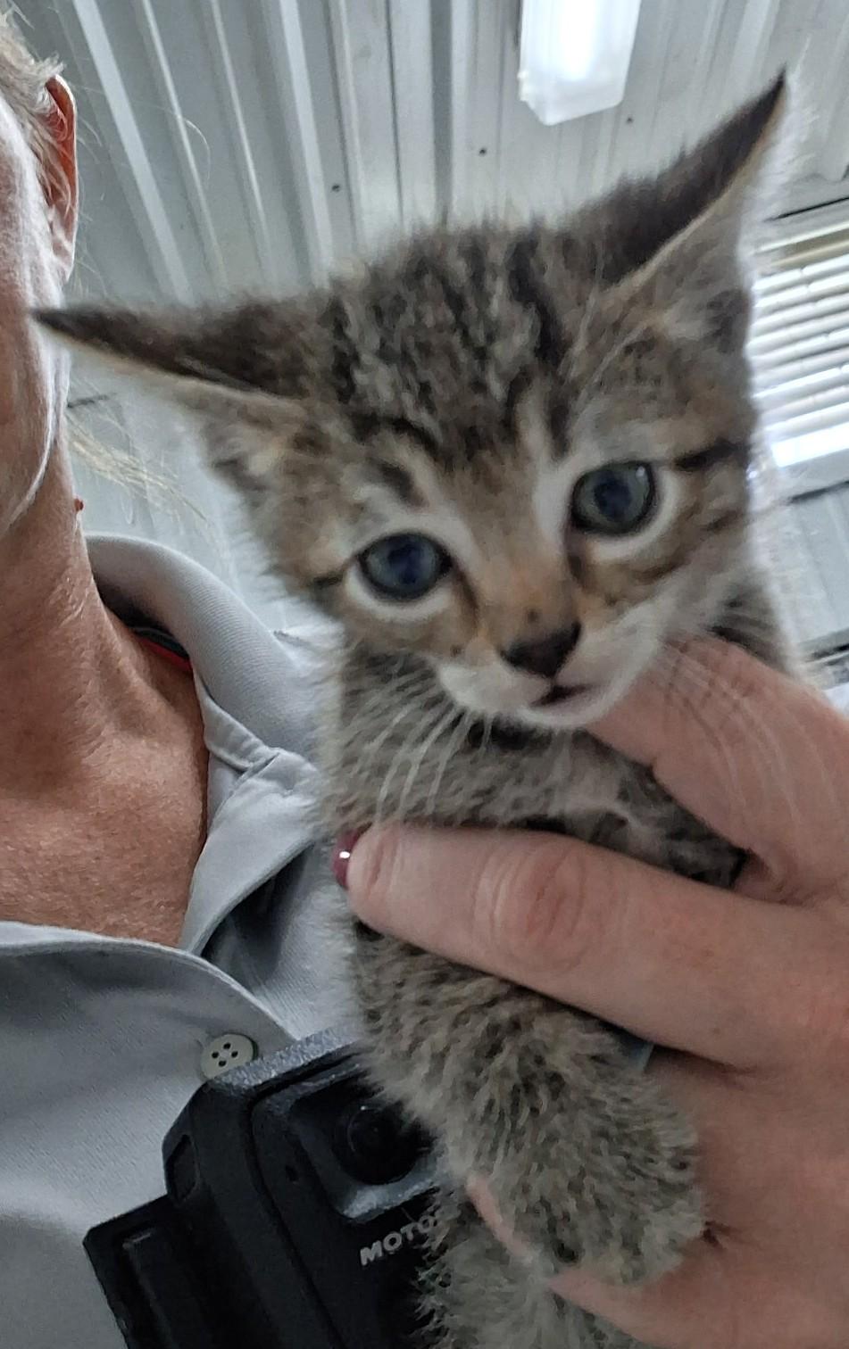 Enlarge KITTENS, a Adoptable Tabby in Claremore, OK image 6/6