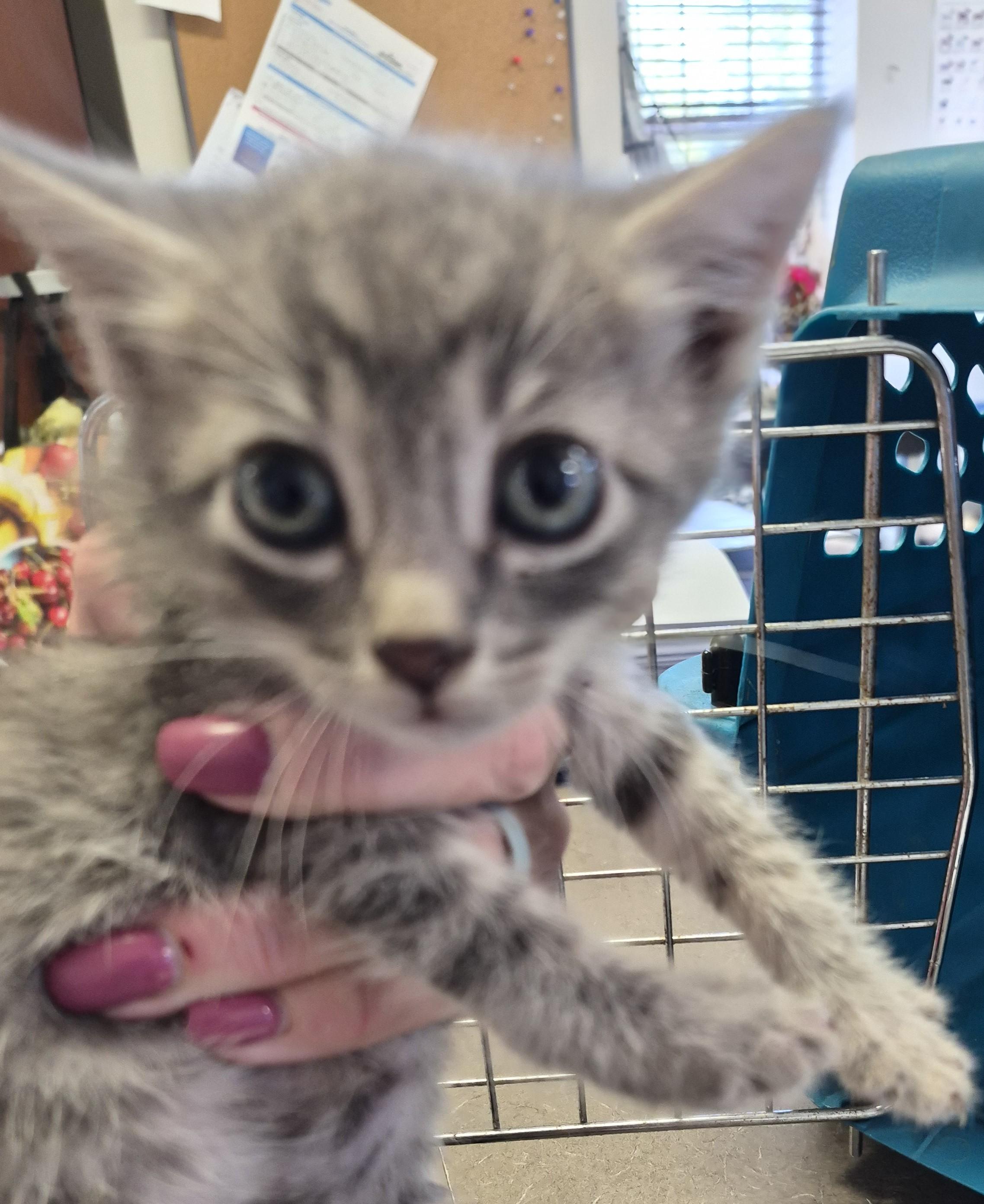 Enlarge KITTENS, a Adoptable Tabby in Claremore, OK image 5/6