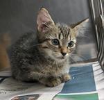 Enlarge KITTENS, a Adoptable Tabby in Claremore, OK image 3/6