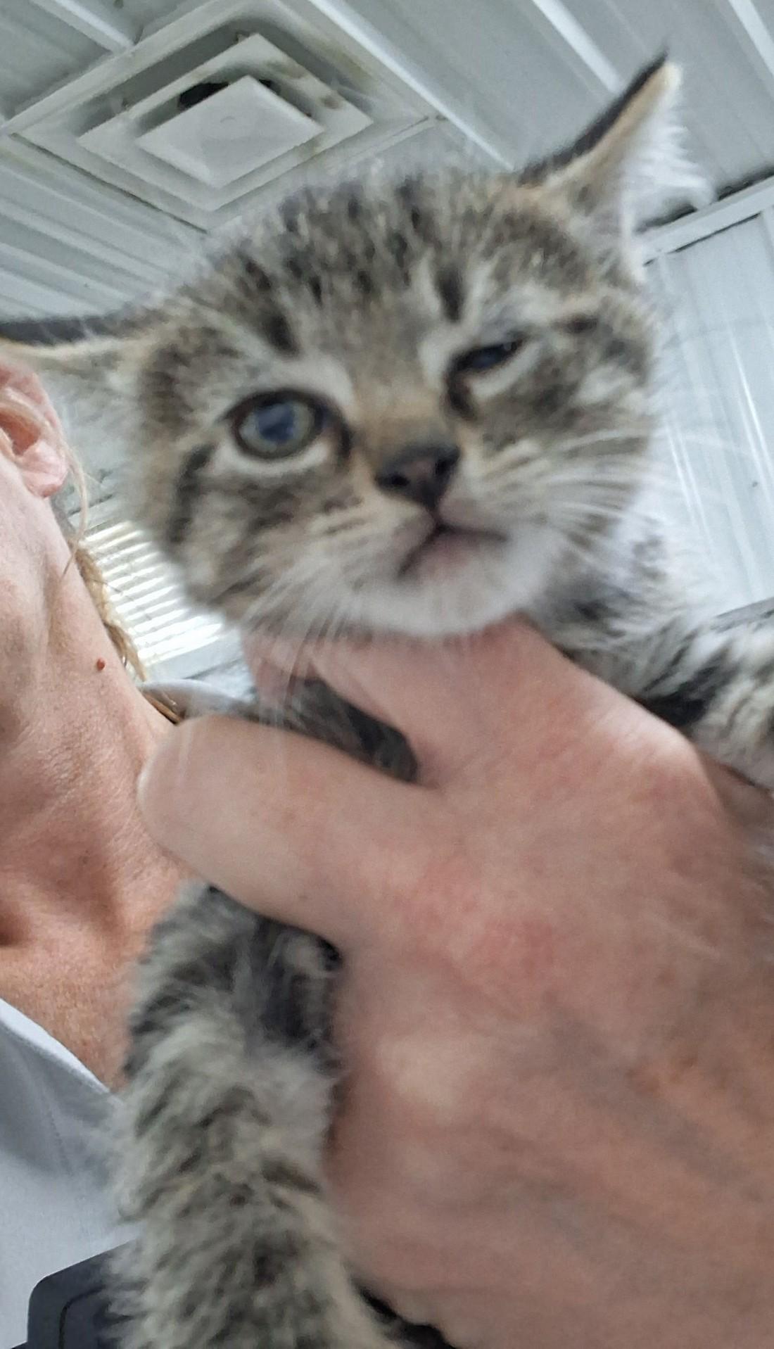 Enlarge KITTENS, a Adoptable Tabby in Claremore, OK image 2/6