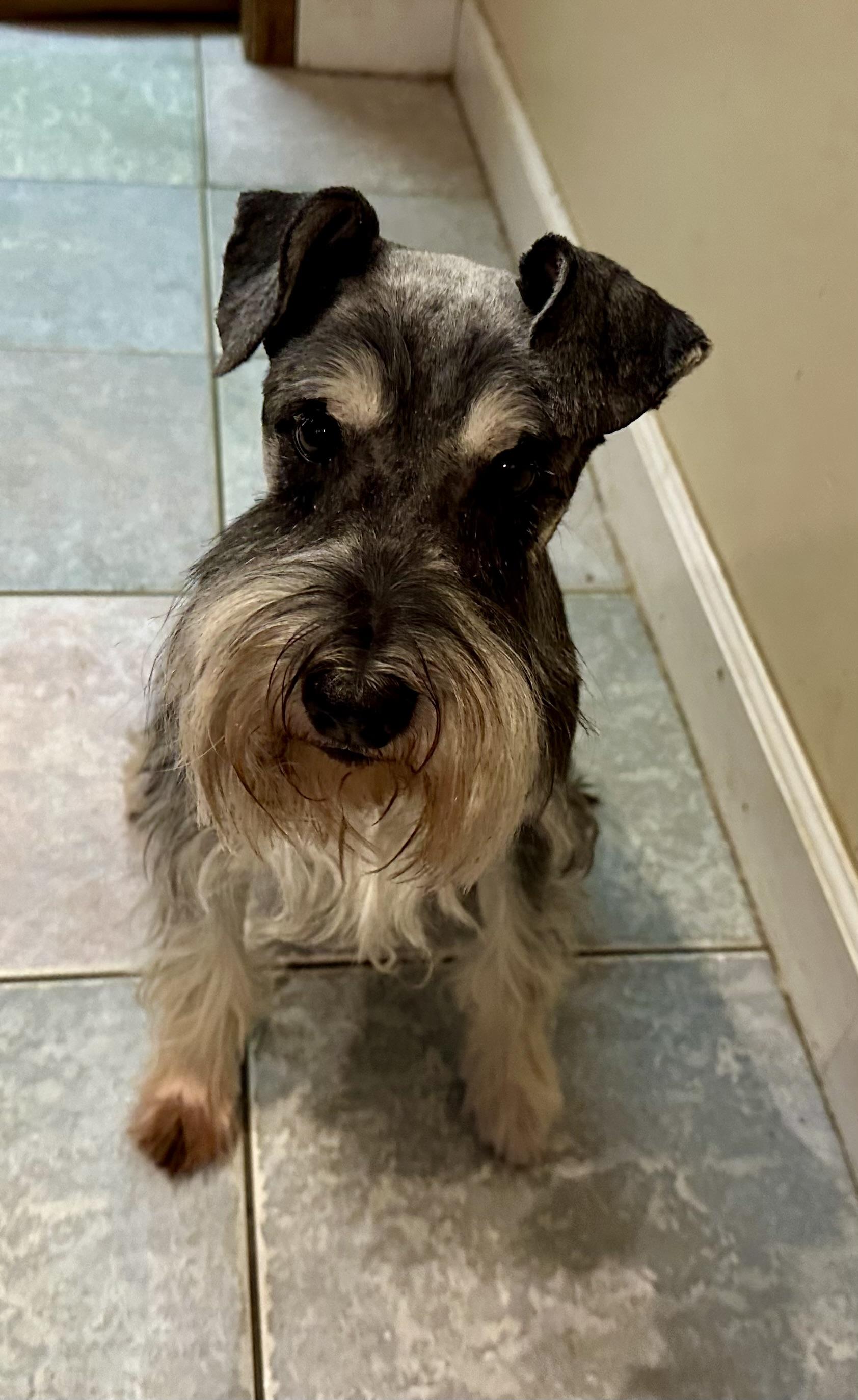 SAD SITUATION , a ADOPTABLE Miniature Schnauzer in Northwood, OH image 2/3