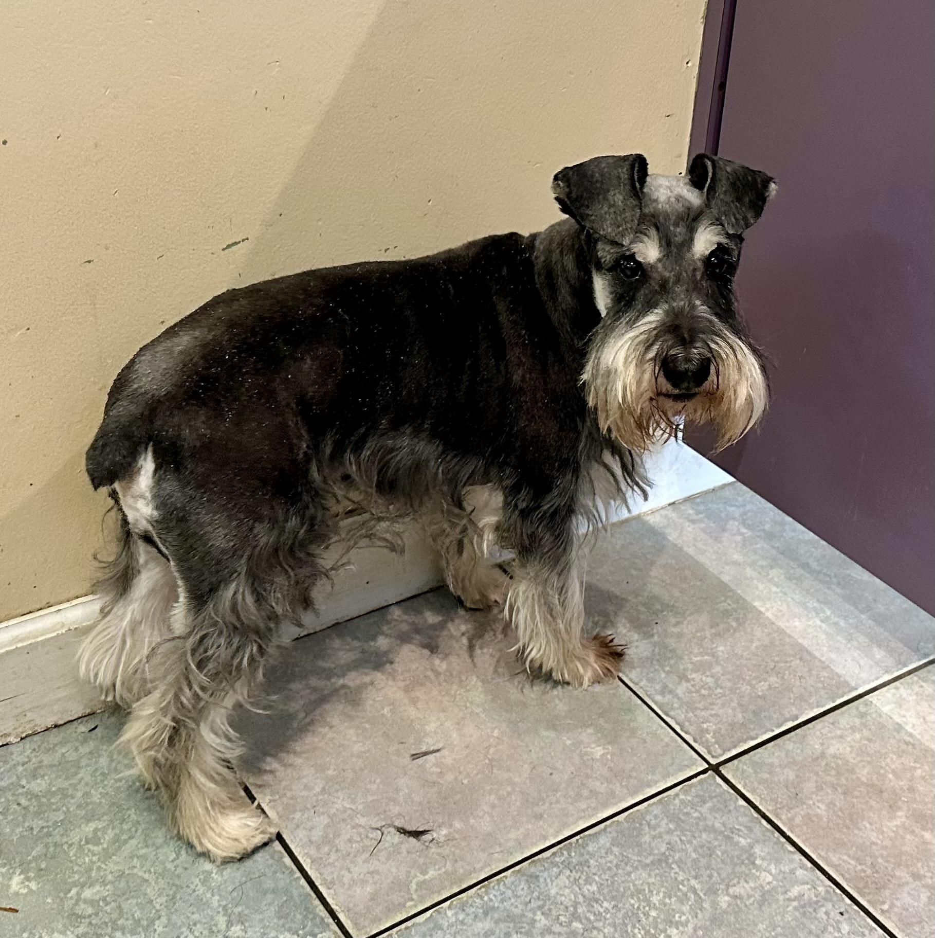 SAD SITUATION , a ADOPTABLE Miniature Schnauzer in Northwood, OH image 1/3