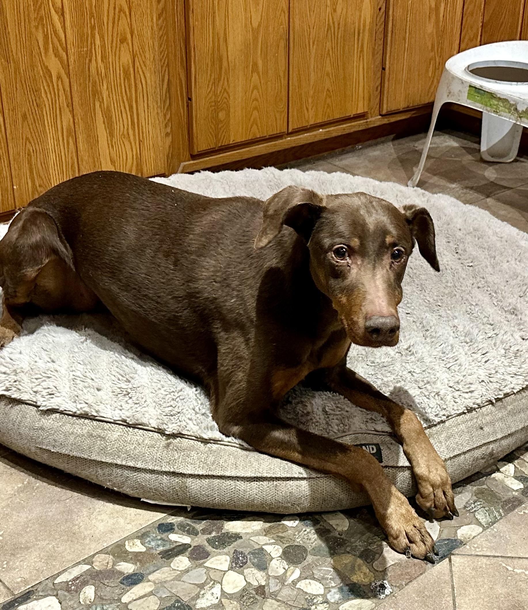 SAD SITUATION , an adoptable Doberman Pinscher in Northwood, OH image 1/3