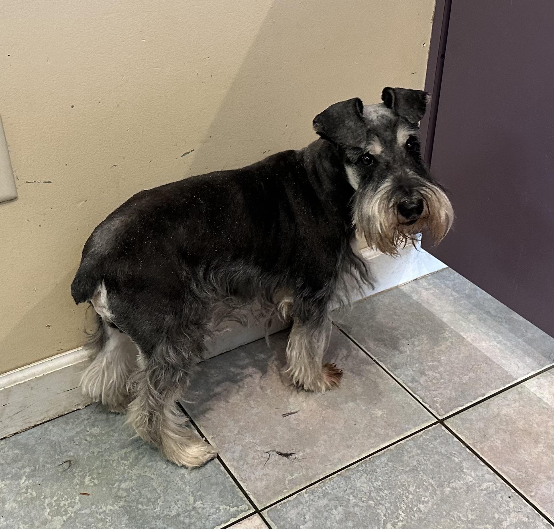 SAD SITUATION , a ADOPTABLE Miniature Schnauzer in Northwood, OH image 3/3