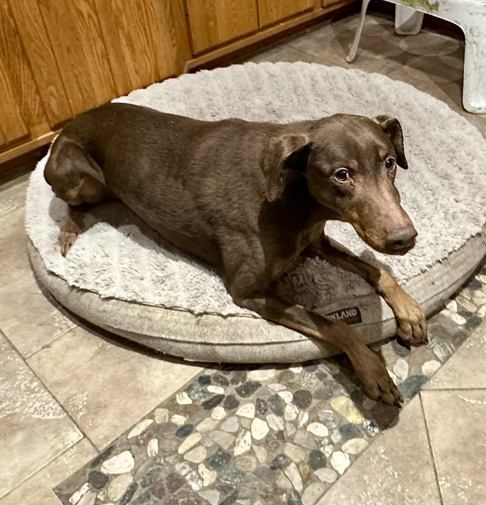 SAD SITUATION , an adoptable Doberman Pinscher in Northwood, OH image 3/3