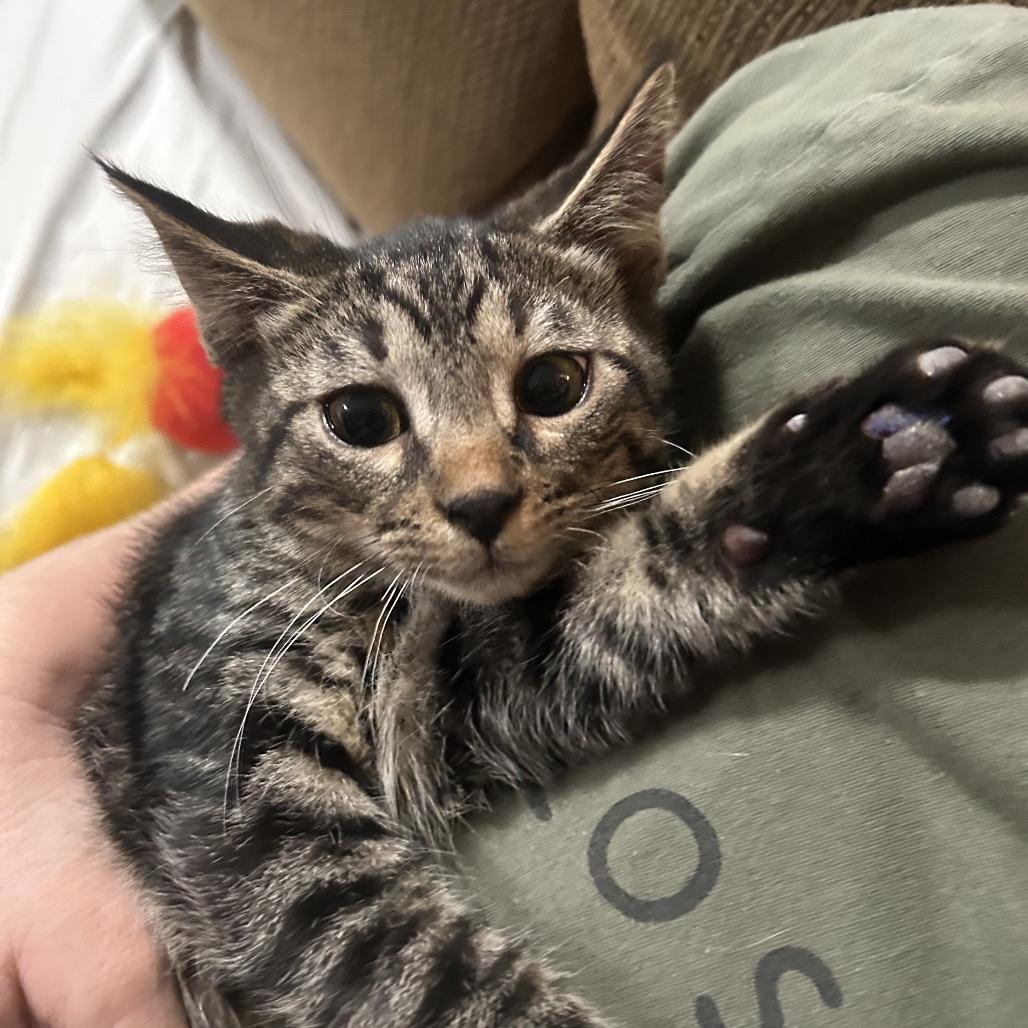 Enlarge Cupid, a Adoptable Domestic Short Hair in Odessa, TX image 1/2