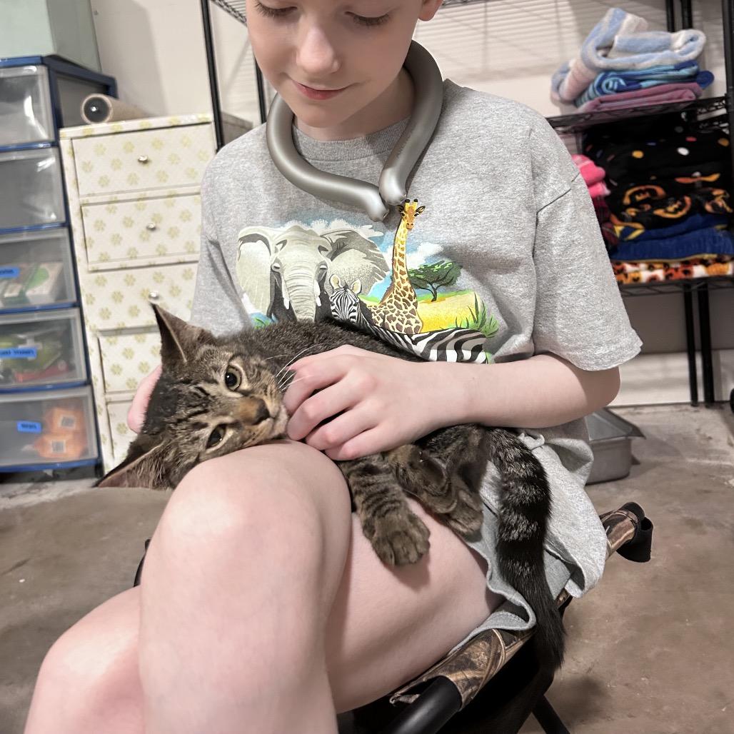 Enlarge Cupid, a Adoptable Domestic Short Hair in Odessa, TX image 2/2