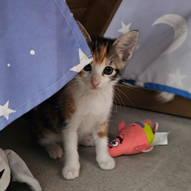 Enlarge Jessie, a Adoptable Domestic Short Hair in Harlingen, TX image 2/3