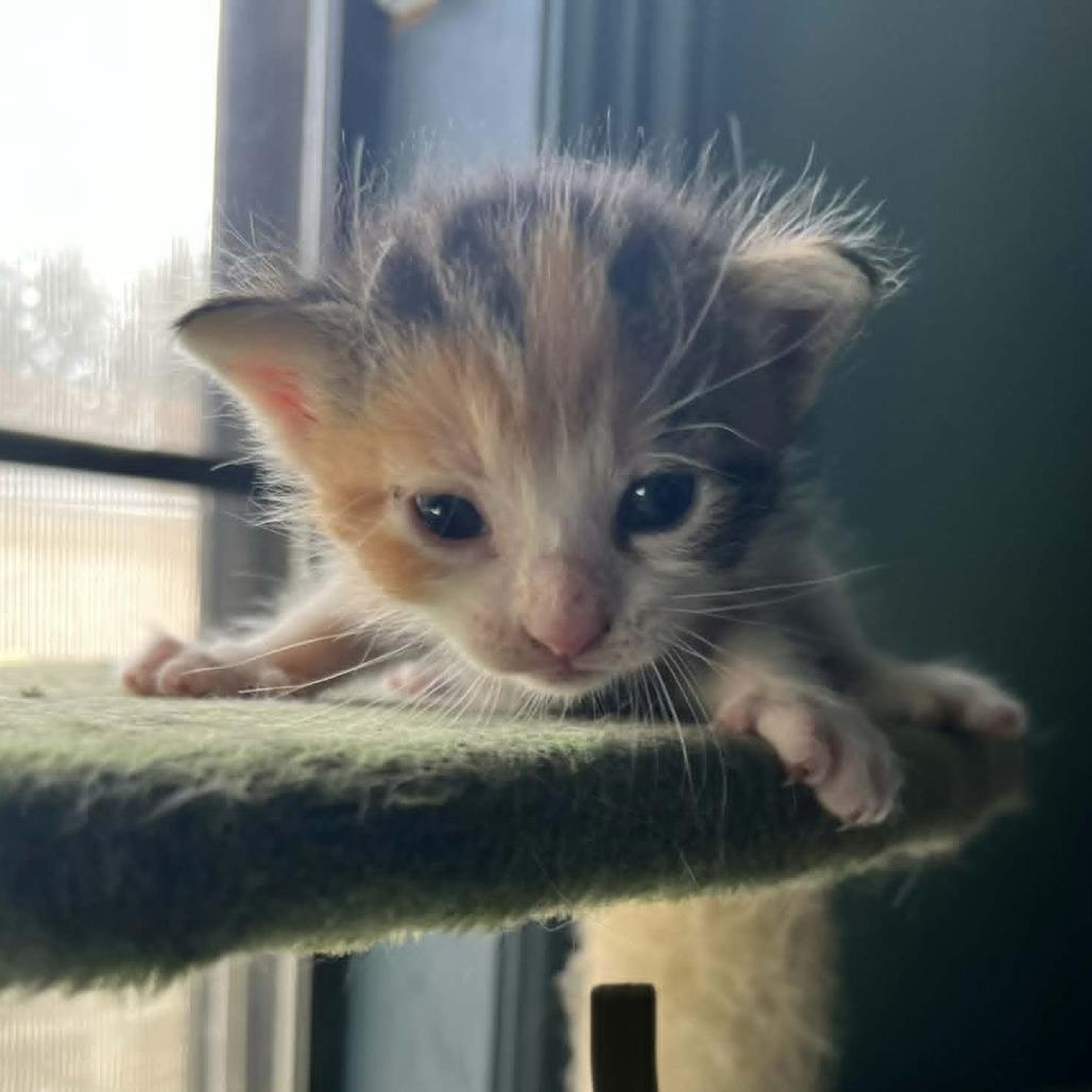 Enlarge Jessie, a Adoptable Domestic Short Hair in Harlingen, TX image 3/3