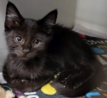 Domino, a Adoptable mixed breed in Robinson, IL image 1/4