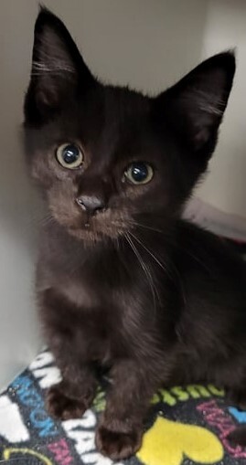 Domino, a Adoptable mixed breed in Robinson, IL image 2/4