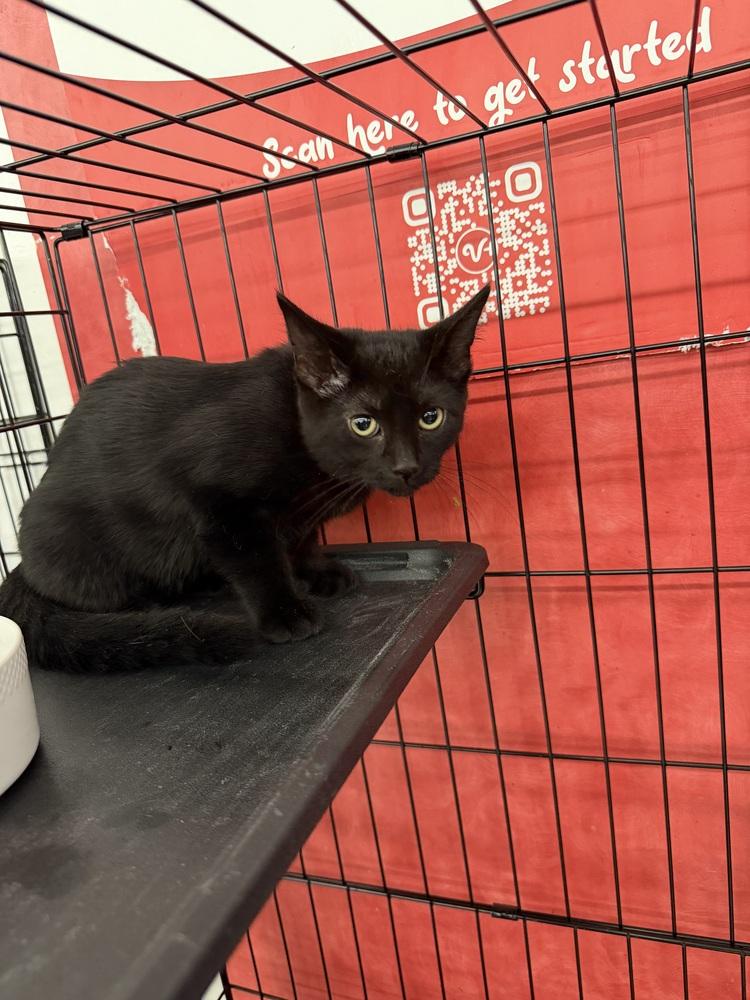 Spatula, Adoptable, Kitten Female Domestic Short Hair.