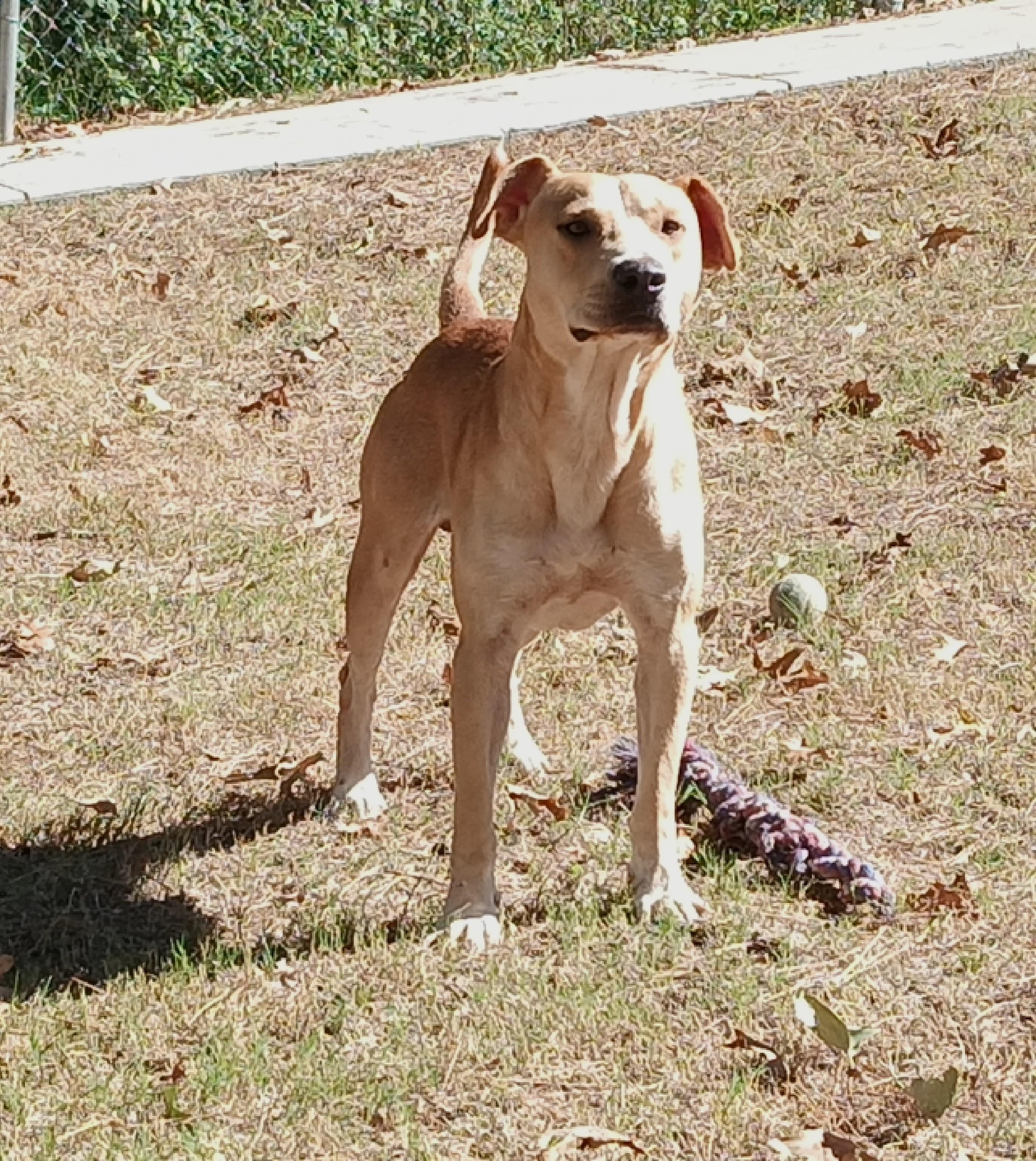 Enlarge Hubert, a Adoptable mixed breed in North Little Rock, AR image 1/1