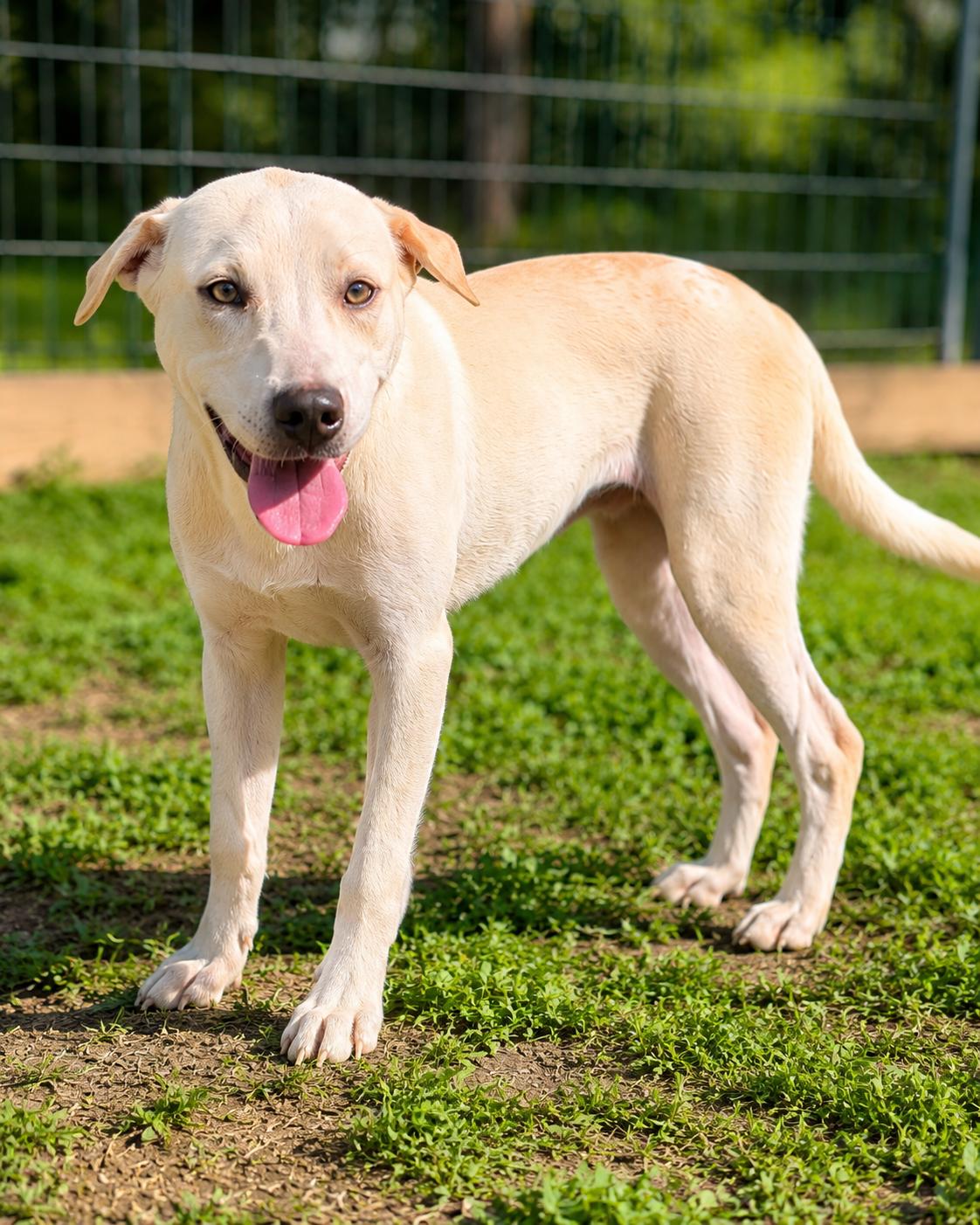 Amber Alabama, a Adopted Labrador Retriever in Nashville, TN image 1/2
