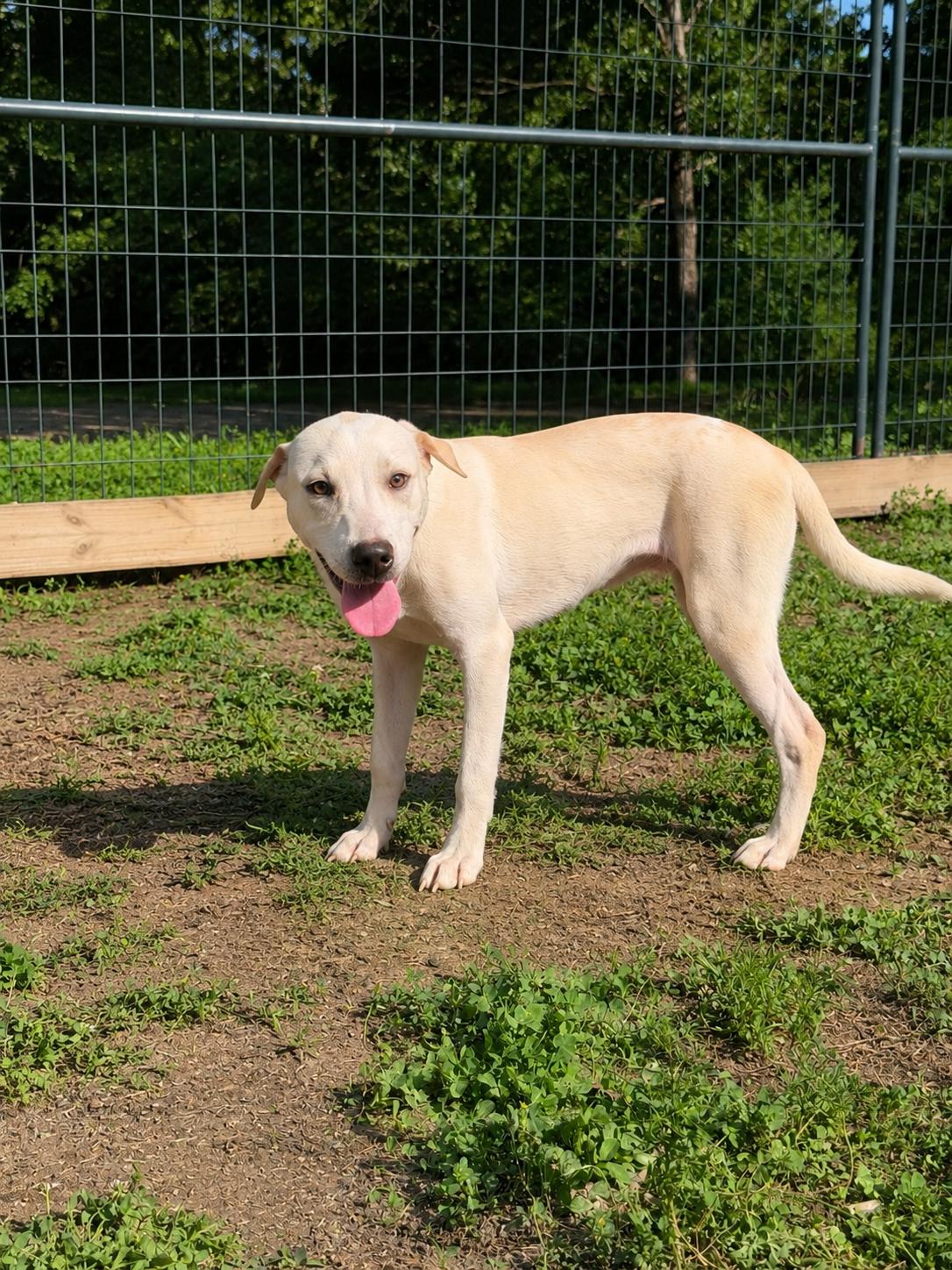 Amber Alabama, a Adopted Labrador Retriever in Nashville, TN image 2/2