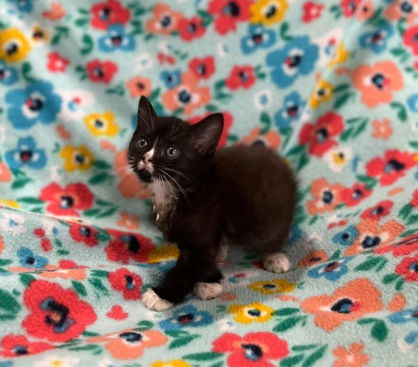 Shrek, Adoptable, Kitten Male Domestic Short Hair.