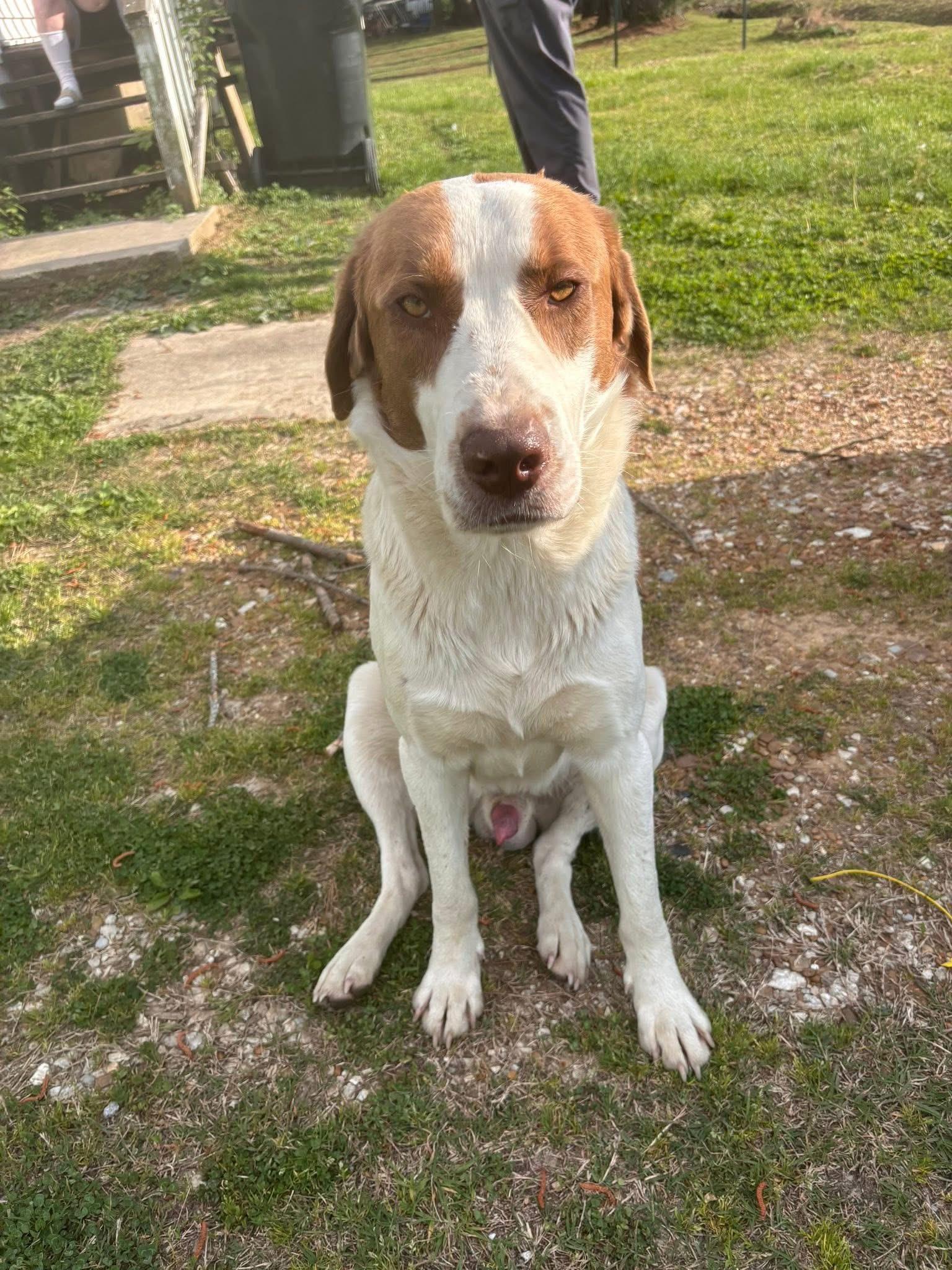 Chuck, a Adoptable mixed breed in Dyersburg, TN image 1/4