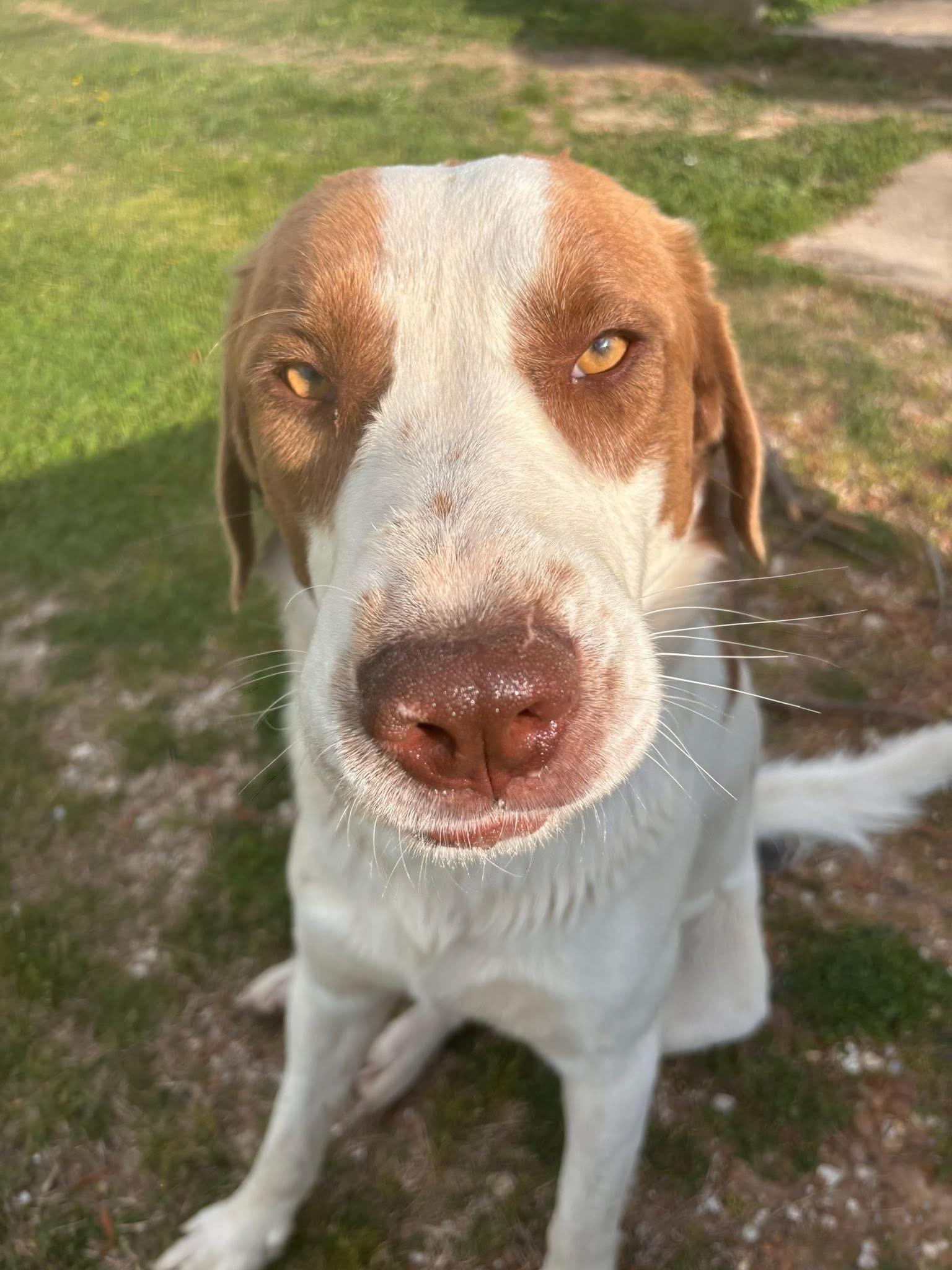 Chuck, a Adoptable mixed breed in Dyersburg, TN image 2/4