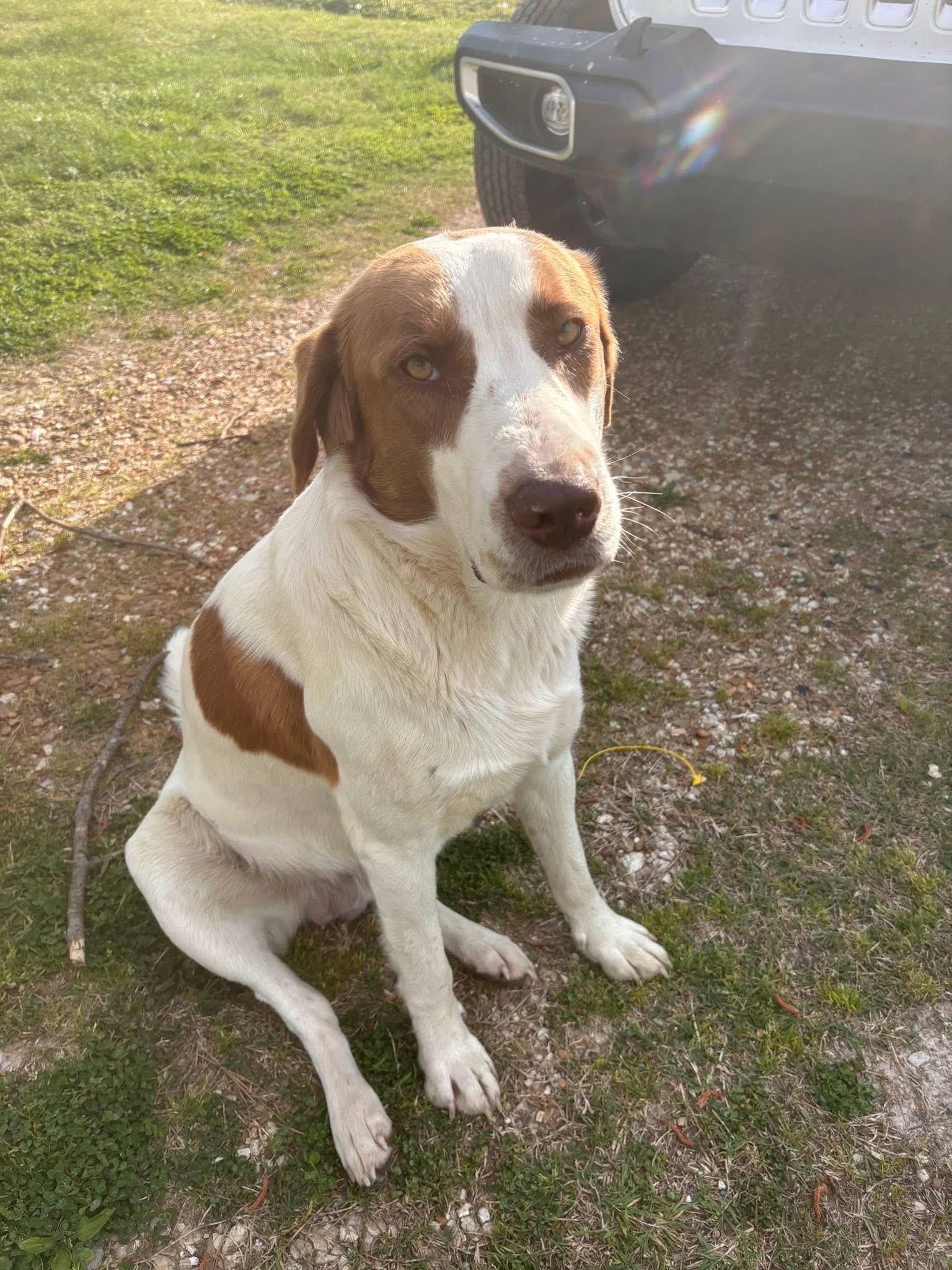 Chuck, a Adoptable mixed breed in Dyersburg, TN image 4/4