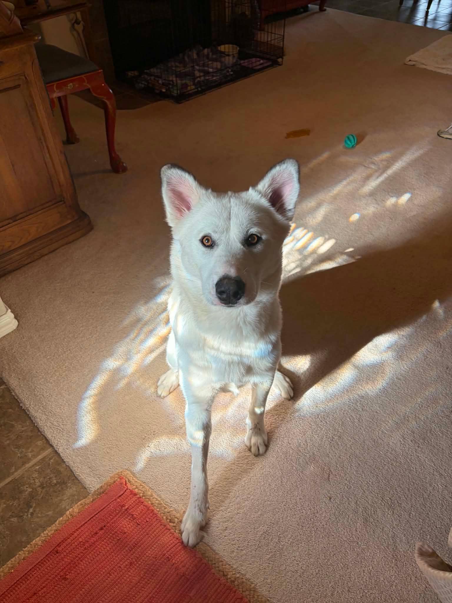 Nova, Adoptable, Young Female Husky.