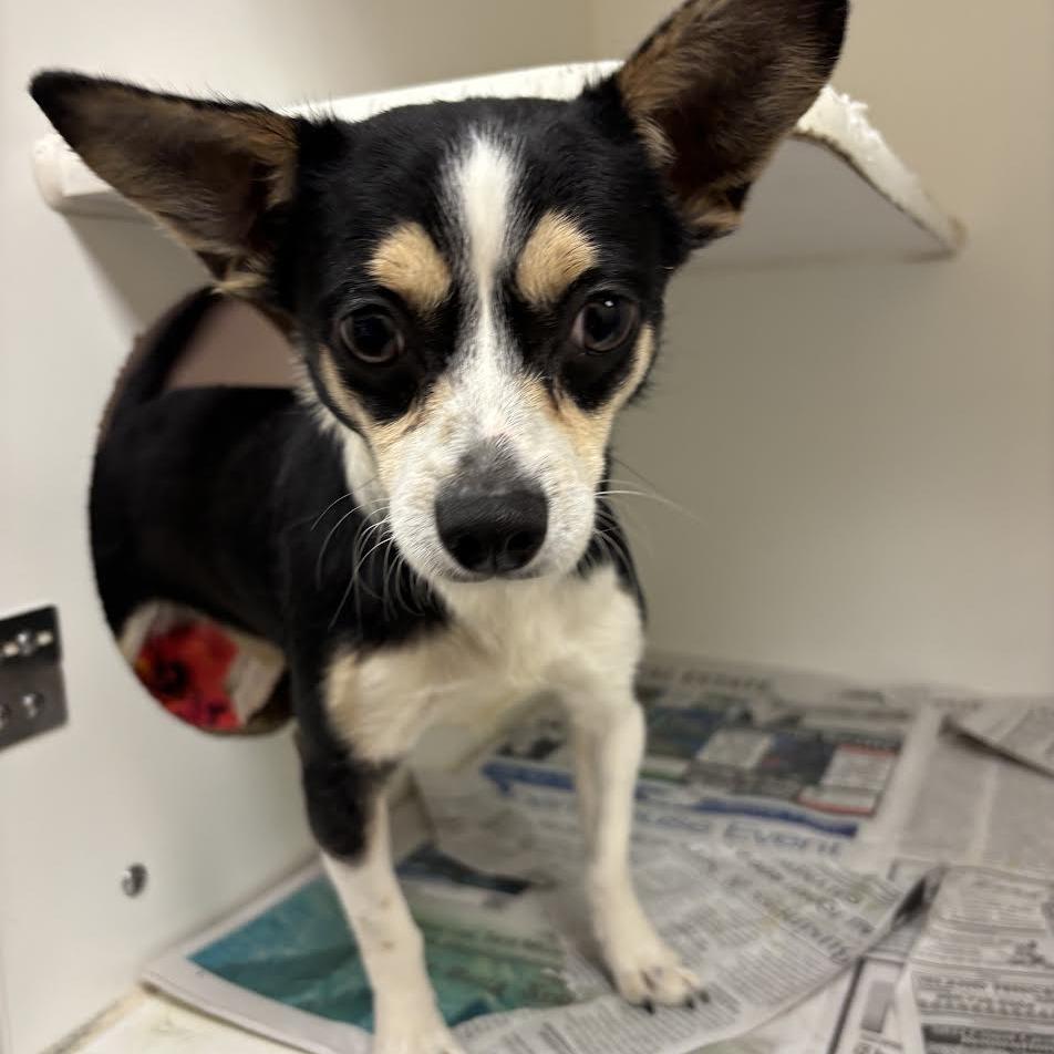 Tuesday, Adoptable, Adult Male Rat Terrier.