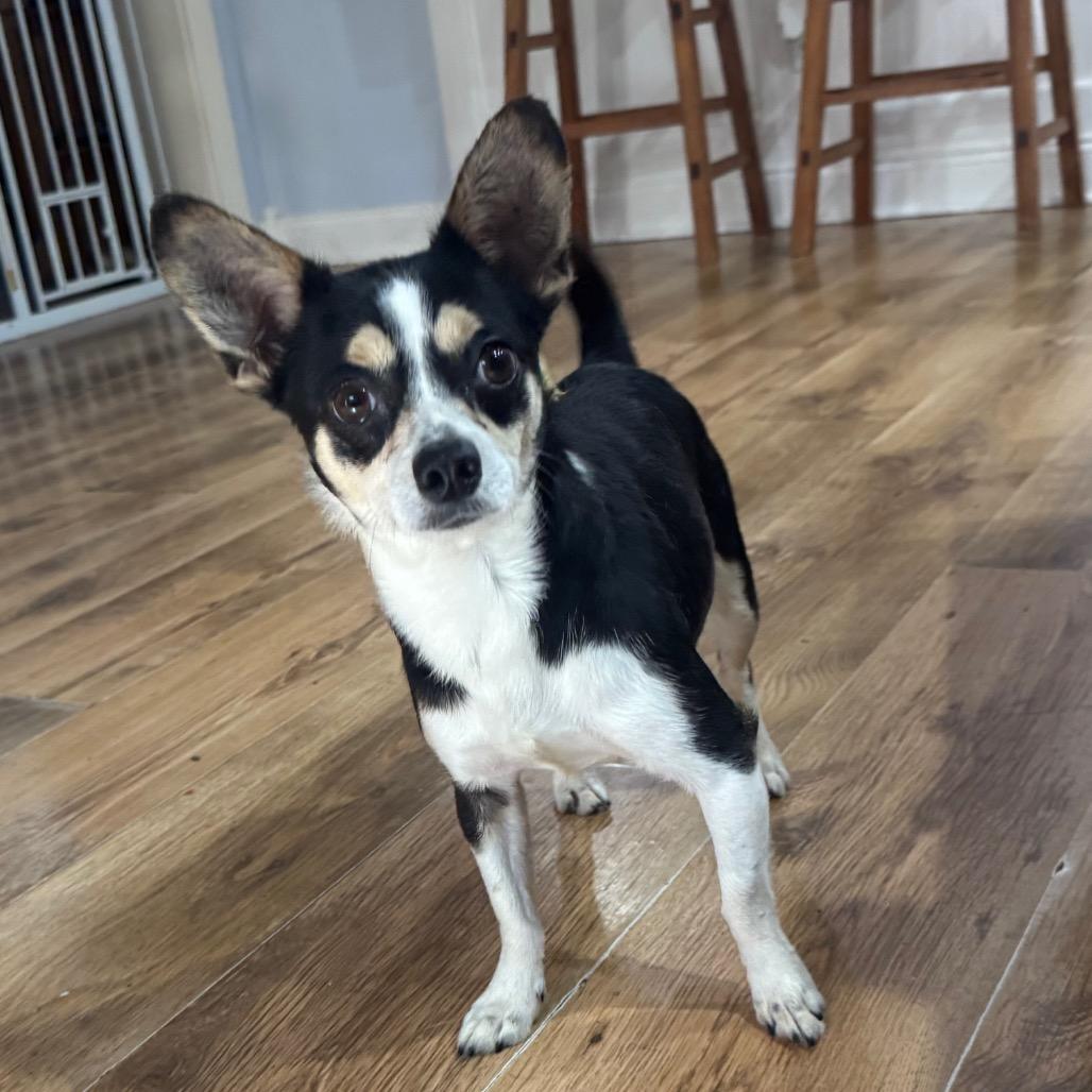 Enlarge Tuesday, a Adoptable Rat Terrier in Katy, TX image 2/2