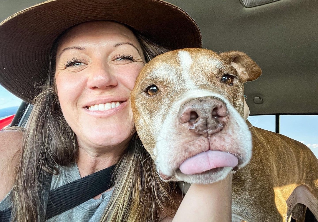 Took , a Adoptable Staffordshire Bull Terrier in Peoria, AZ image 1/13