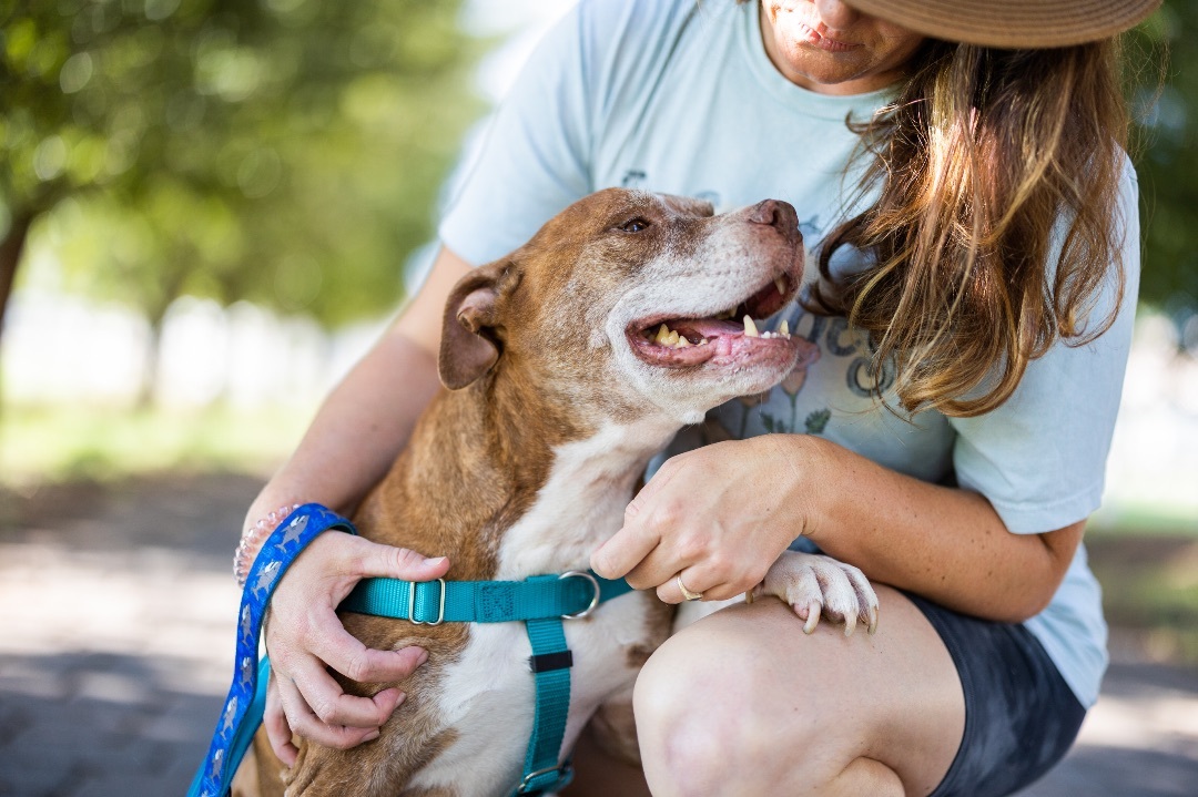 Took , a Adoptable Staffordshire Bull Terrier in Peoria, AZ image 2/13