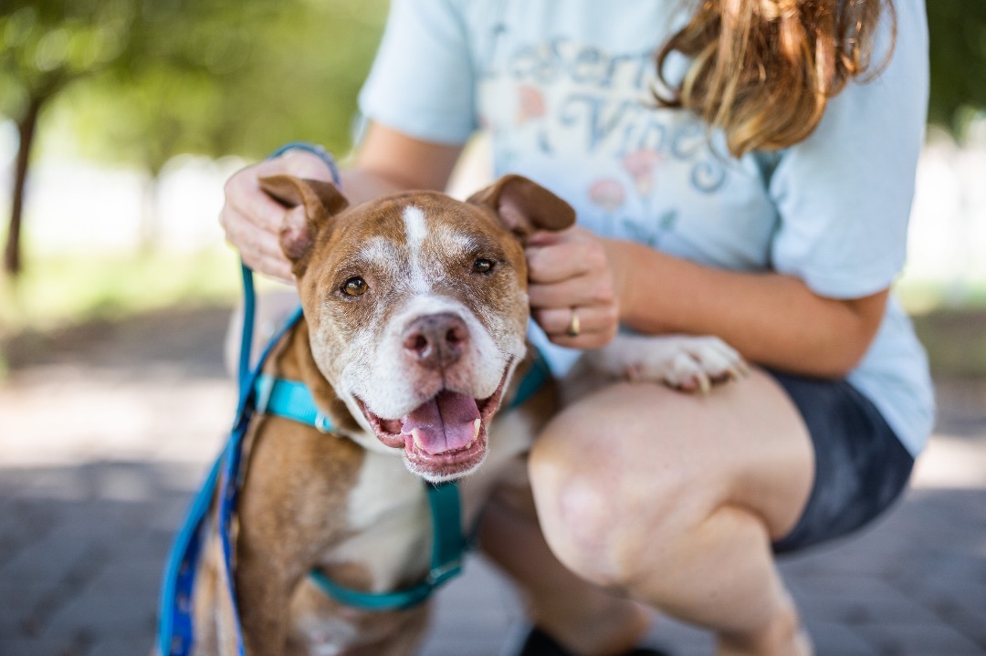 Took , a Adoptable Staffordshire Bull Terrier in Peoria, AZ image 4/13