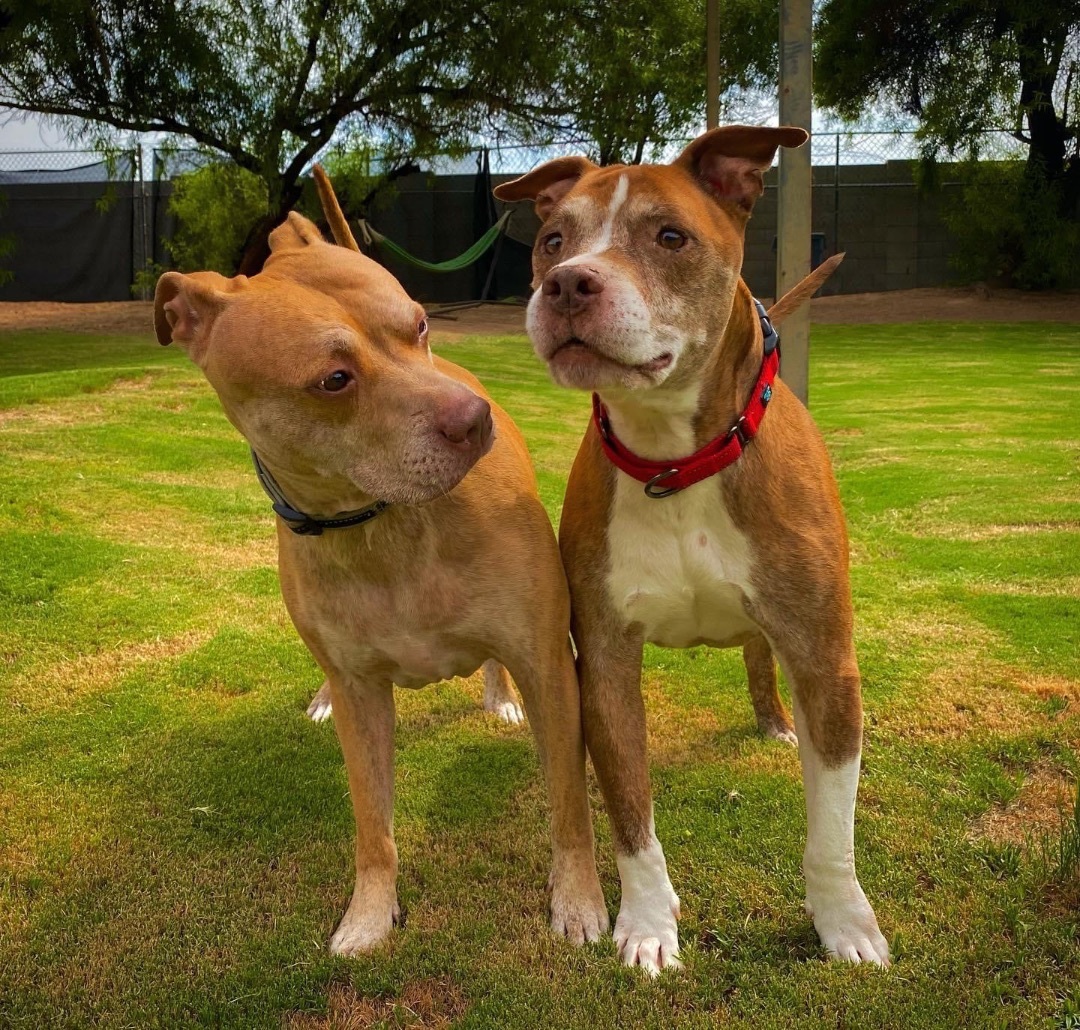 Took , a Adoptable Staffordshire Bull Terrier in Peoria, AZ image 5/13