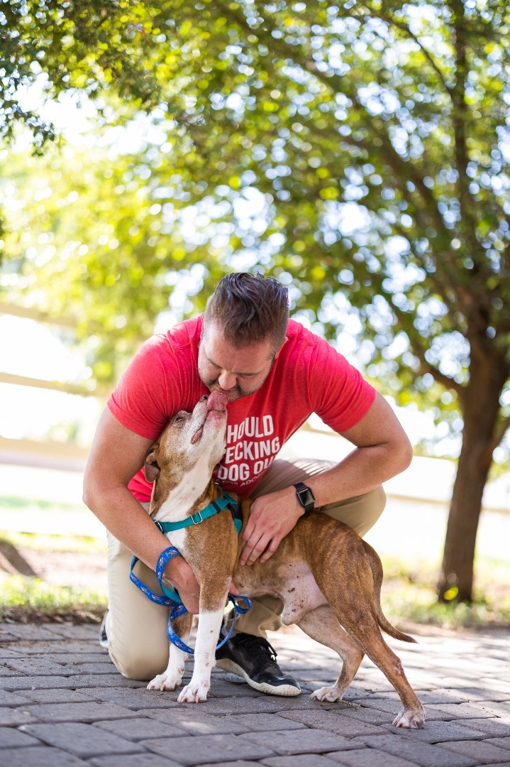 Took , a Adoptable Staffordshire Bull Terrier in Peoria, AZ image 6/13