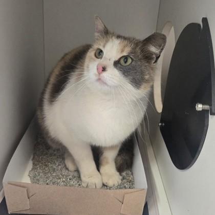 Enlarge Elizabeth, an adopted Domestic Short Hair in Phoenixville, PA image 2/2