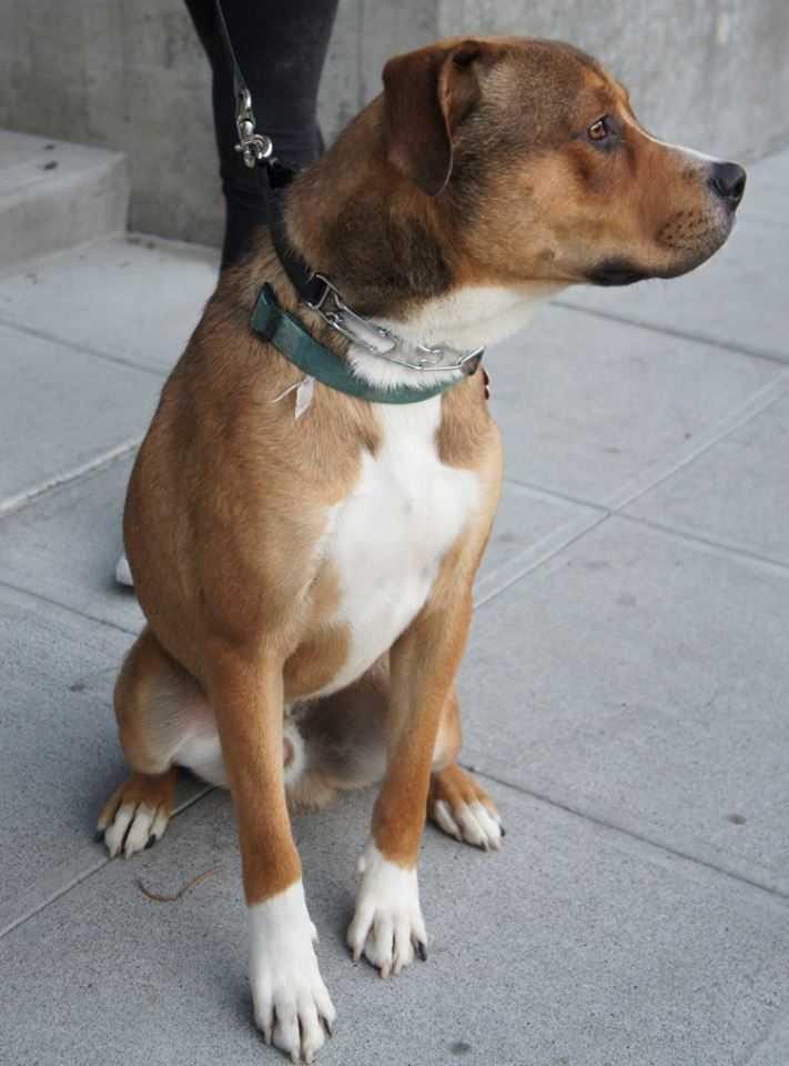 Enlarge Lance, an adopted mixed breed in Covington, WA image 1/6