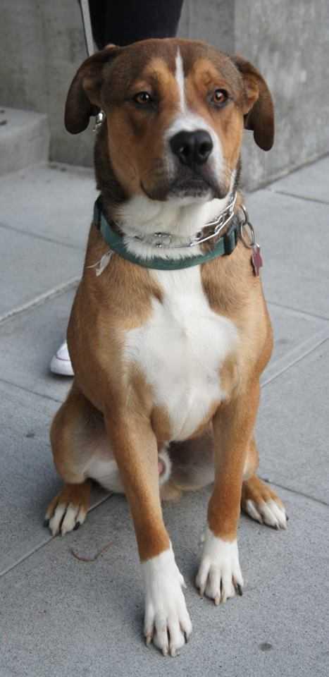 Enlarge Lance, an adopted mixed breed in Covington, WA image 3/6