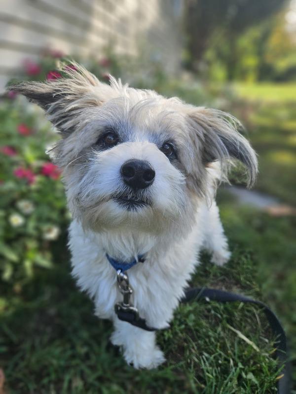 Rocco, a Adoptable mixed breed in Oakland, NJ image 1/6