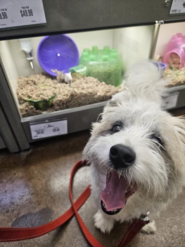 Rocco, a Adoptable mixed breed in Oakland, NJ image 2/6