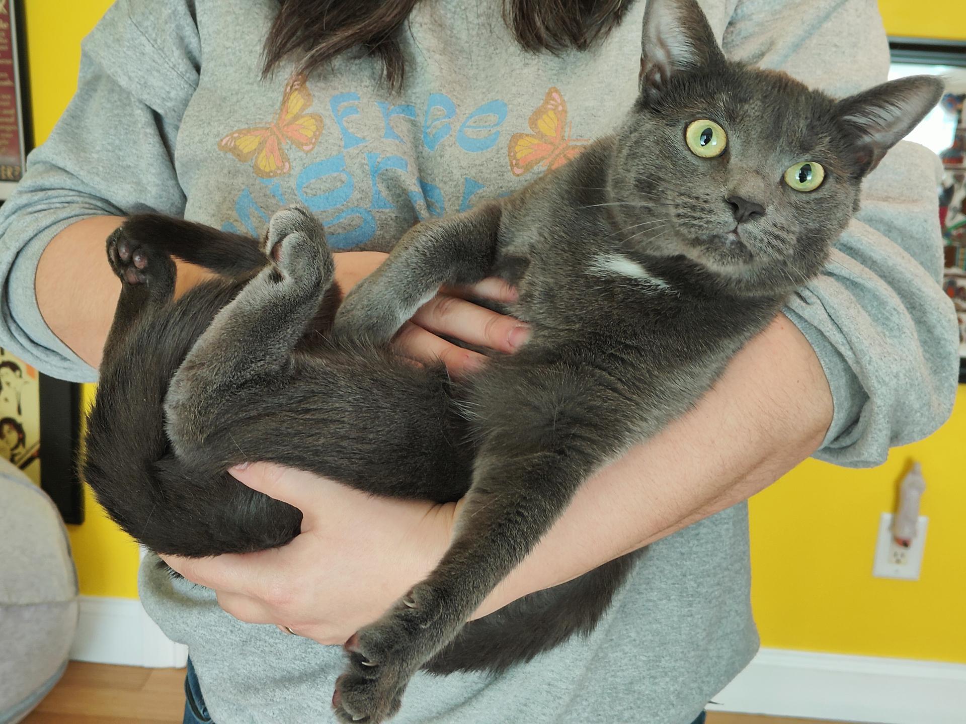 Cinder, adoptable, Young Female Domestic Short Hair.
