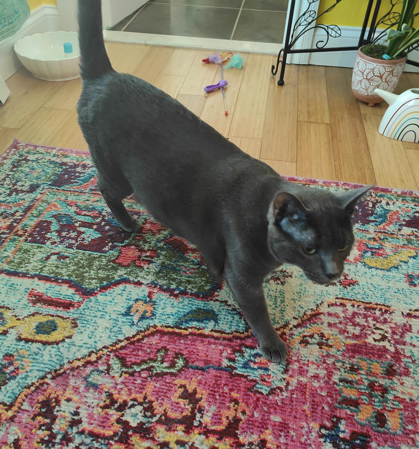 Enlarge Cinder, an adoptable Domestic Short Hair in Philadelphia, PA image 2/3
