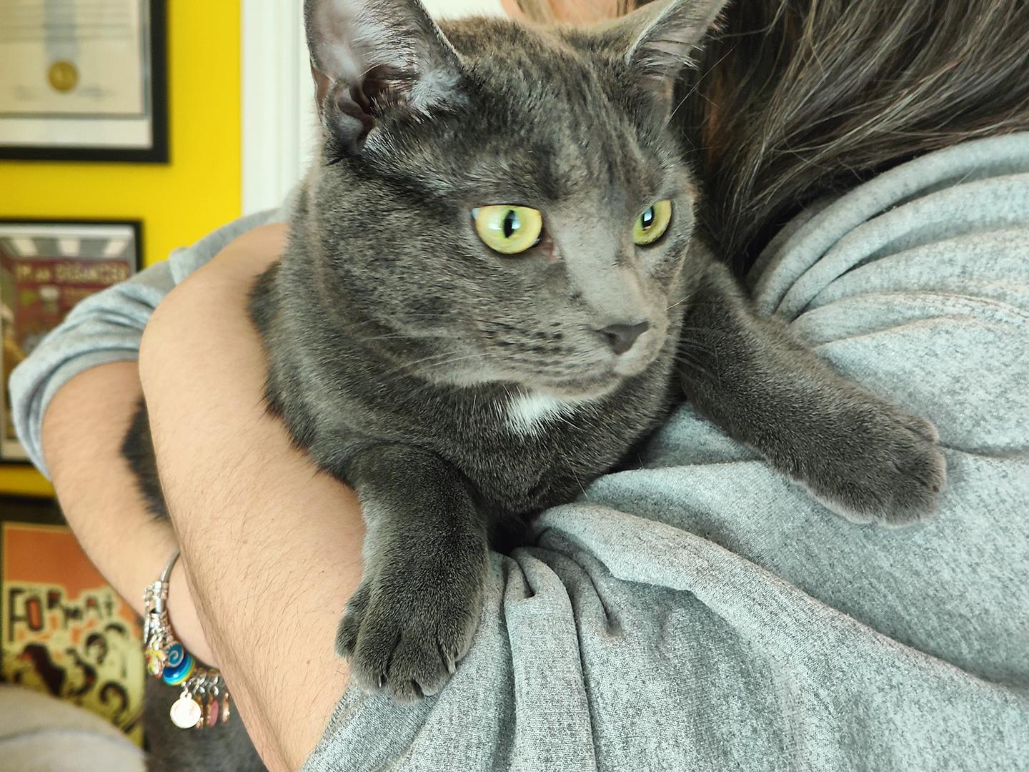Enlarge Cinder, an adoptable Domestic Short Hair in Philadelphia, PA image 3/3