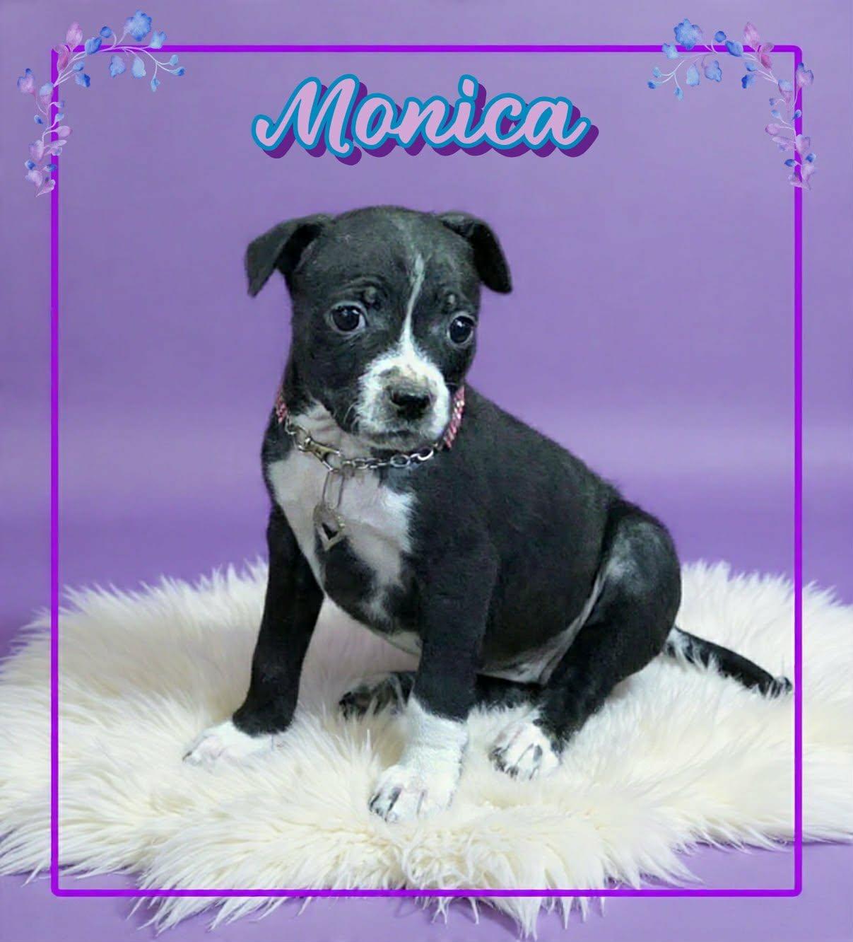 Enlarge Monica, a ADOPTABLE mixed breed in Grove, OK image 2/5