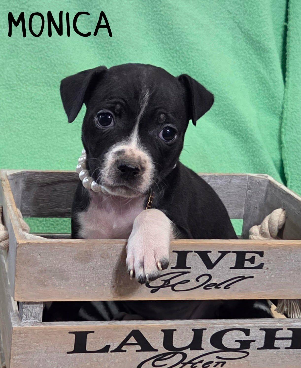 Enlarge Monica, a ADOPTABLE mixed breed in Grove, OK image 5/5