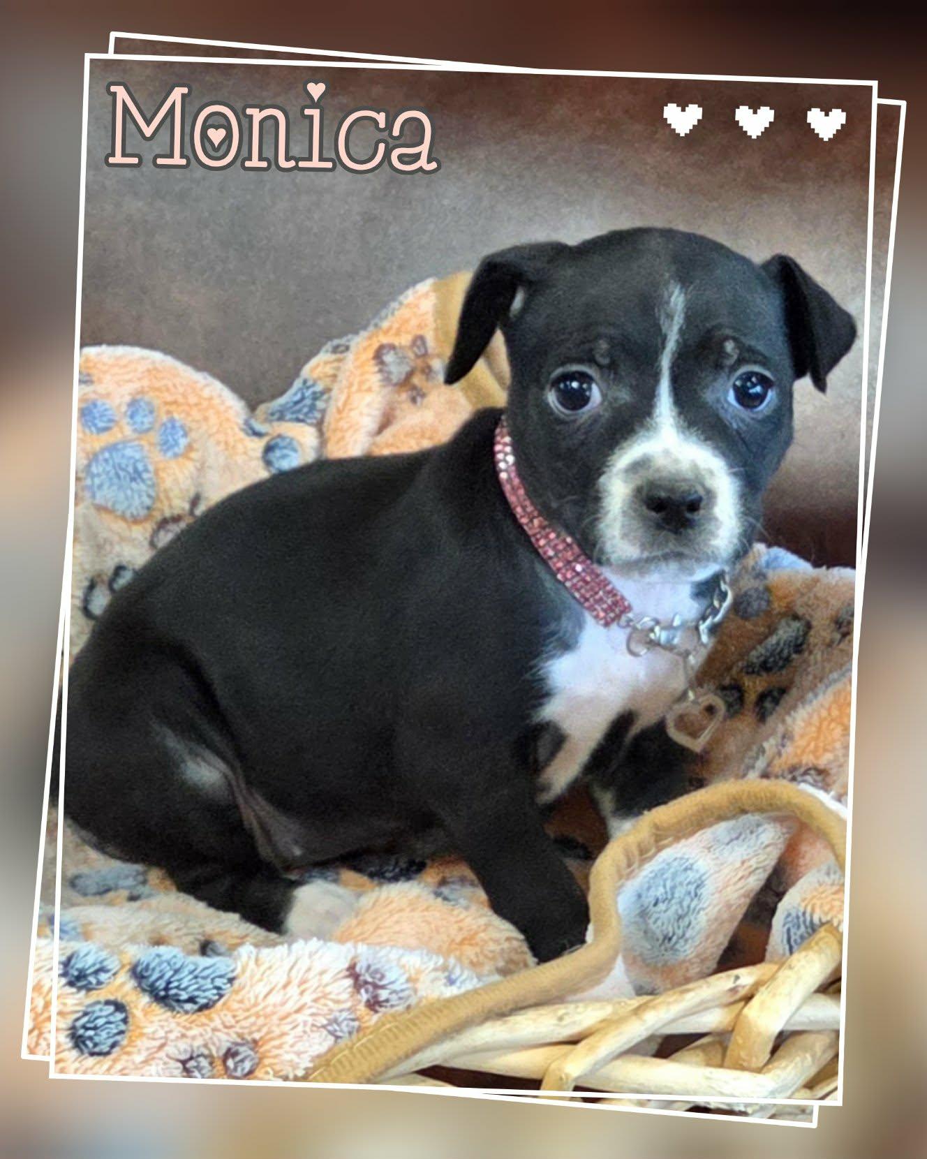 Enlarge Monica, a ADOPTABLE mixed breed in Grove, OK image 3/5