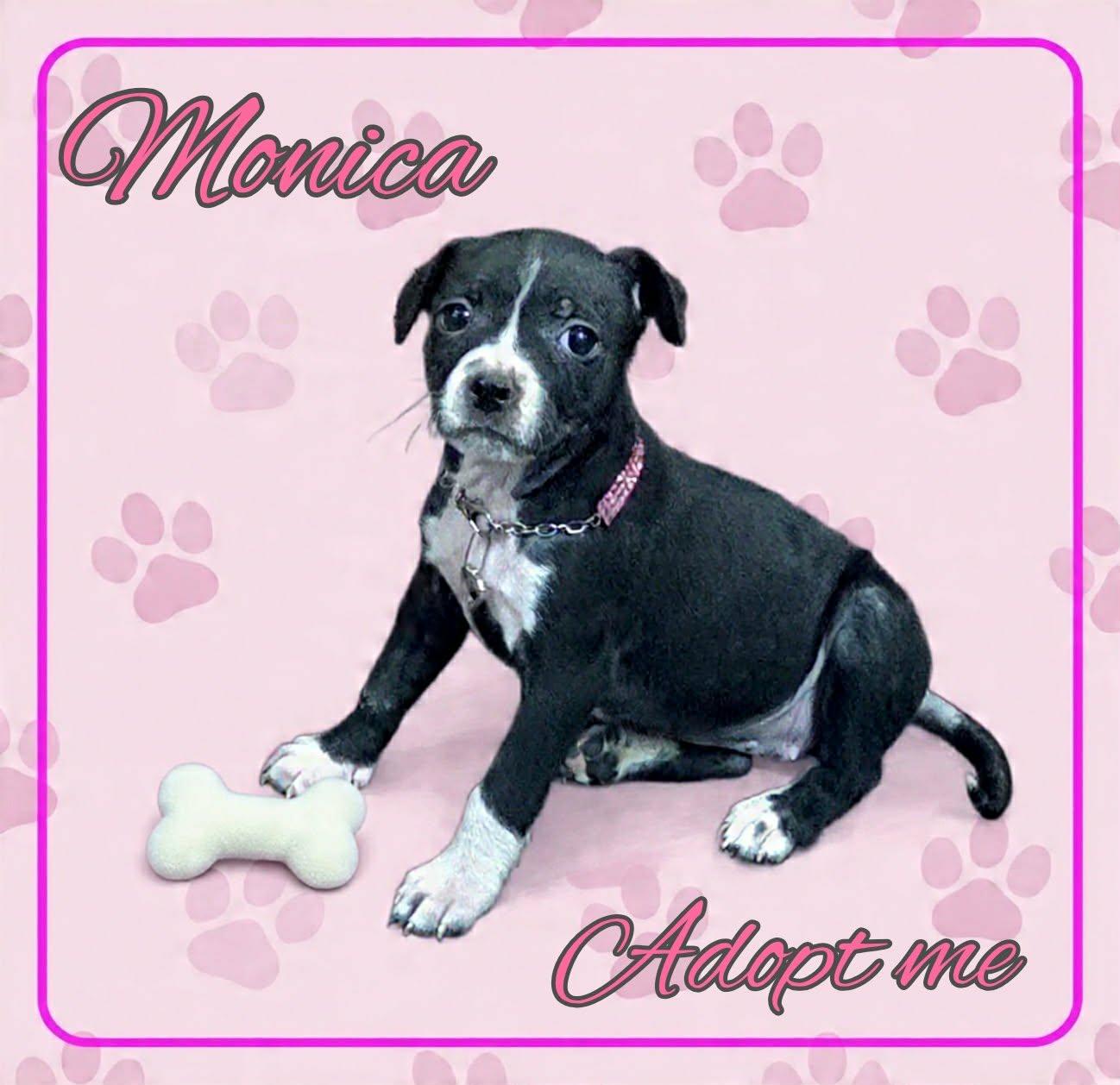 Enlarge Monica, a ADOPTABLE mixed breed in Grove, OK image 4/5