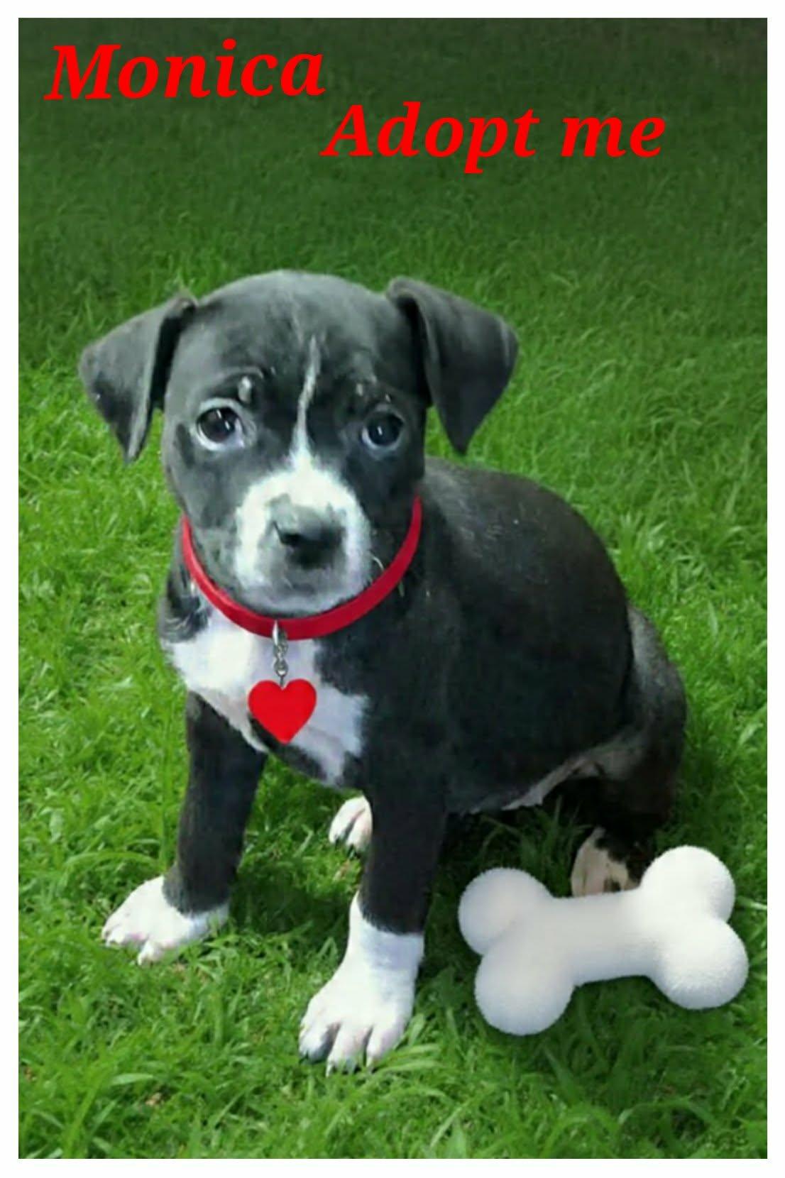 Enlarge Monica, a ADOPTABLE mixed breed in Grove, OK image 1/5