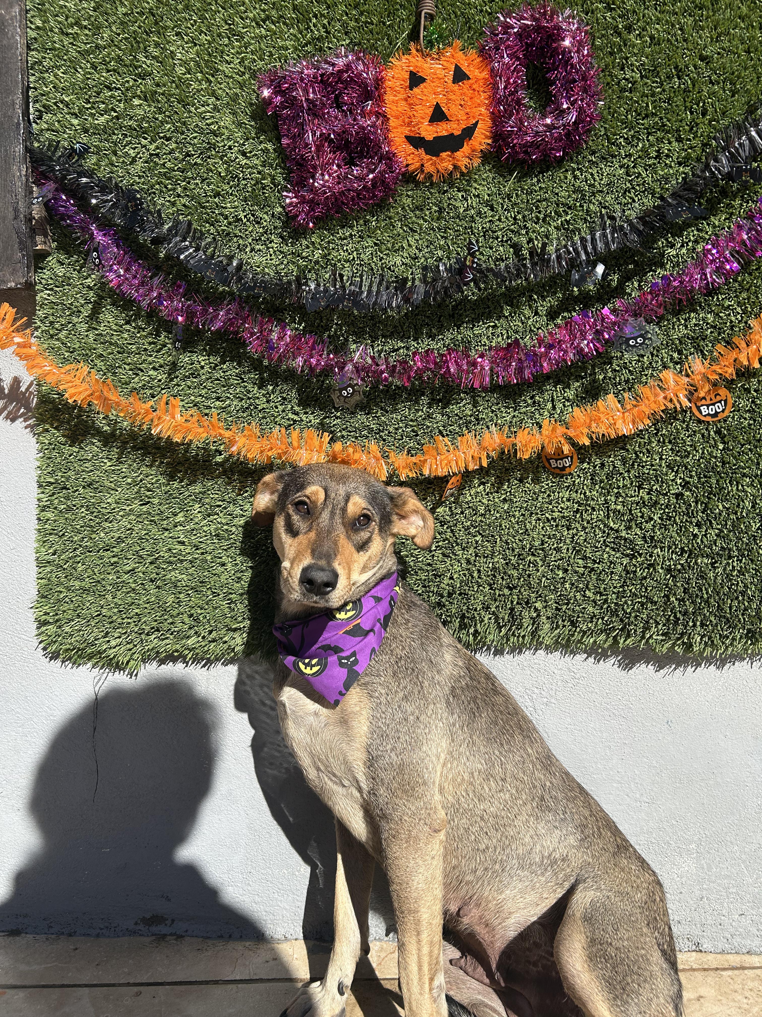 Enlarge Conchita, a Adoptable mixed breed in Tijuana, BCN image 2/5