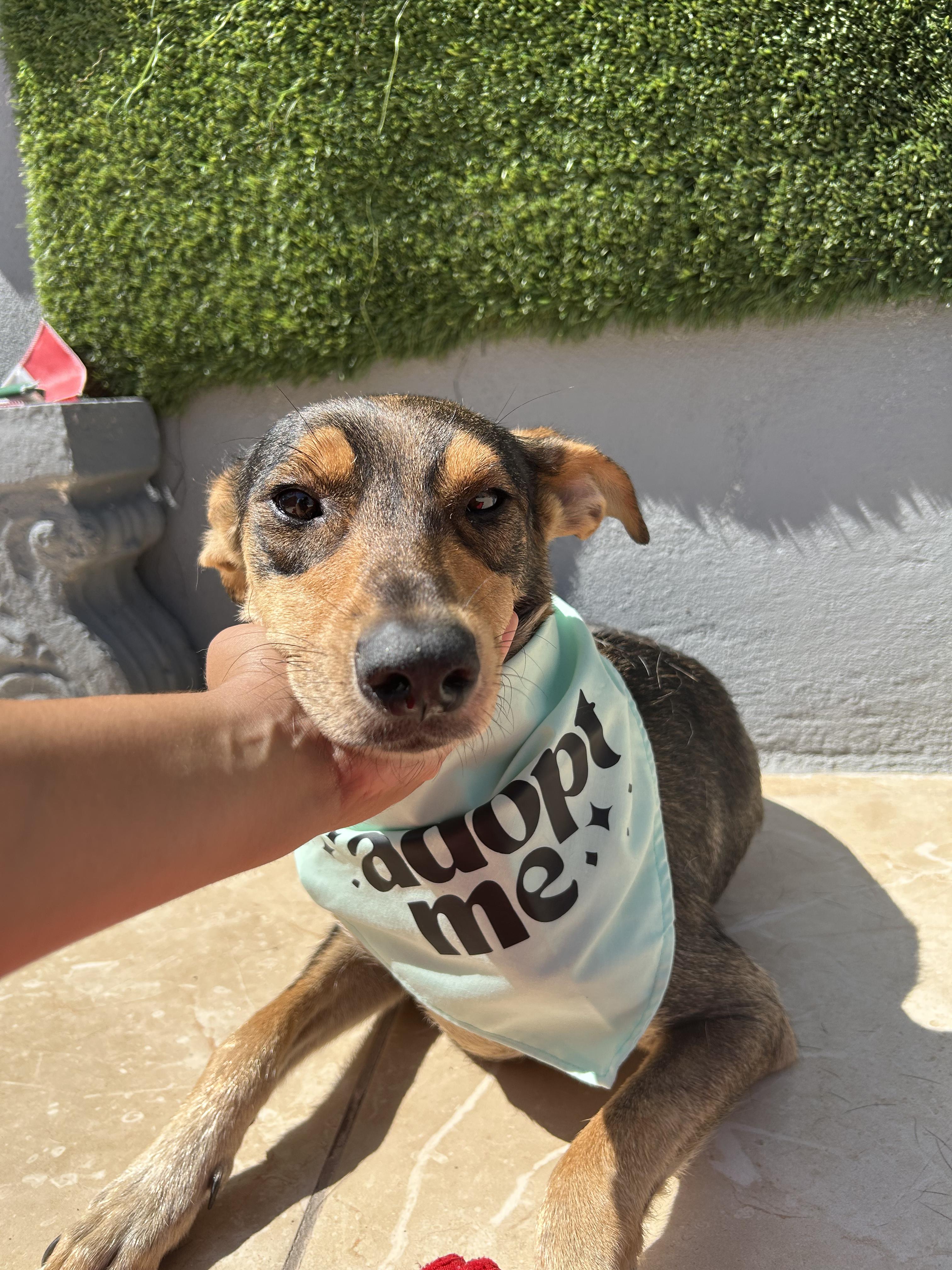 Enlarge Conchita, a Adoptable mixed breed in Tijuana, BCN image 3/5