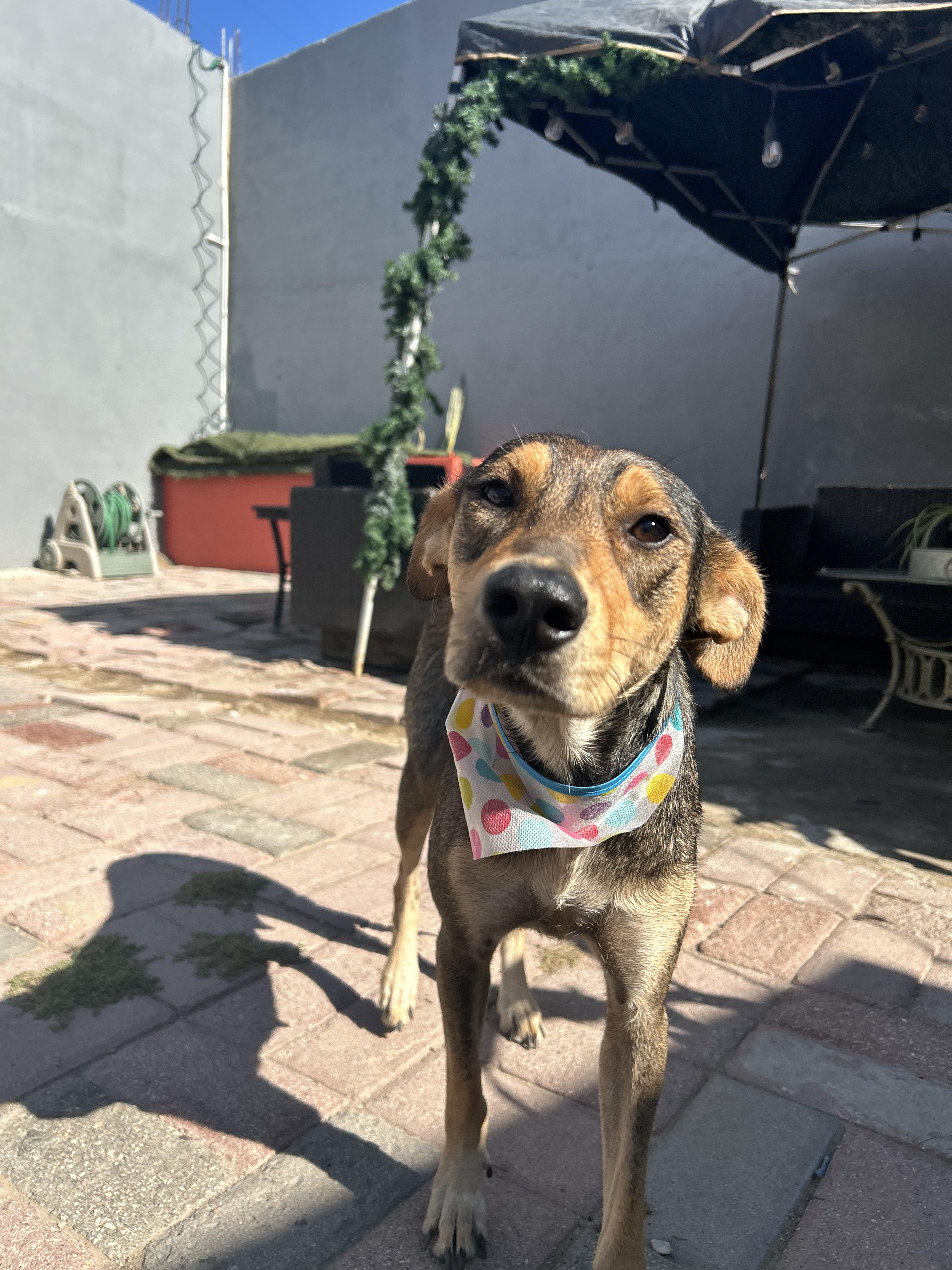 Enlarge Conchita, a Adoptable mixed breed in Tijuana, BCN image 4/5