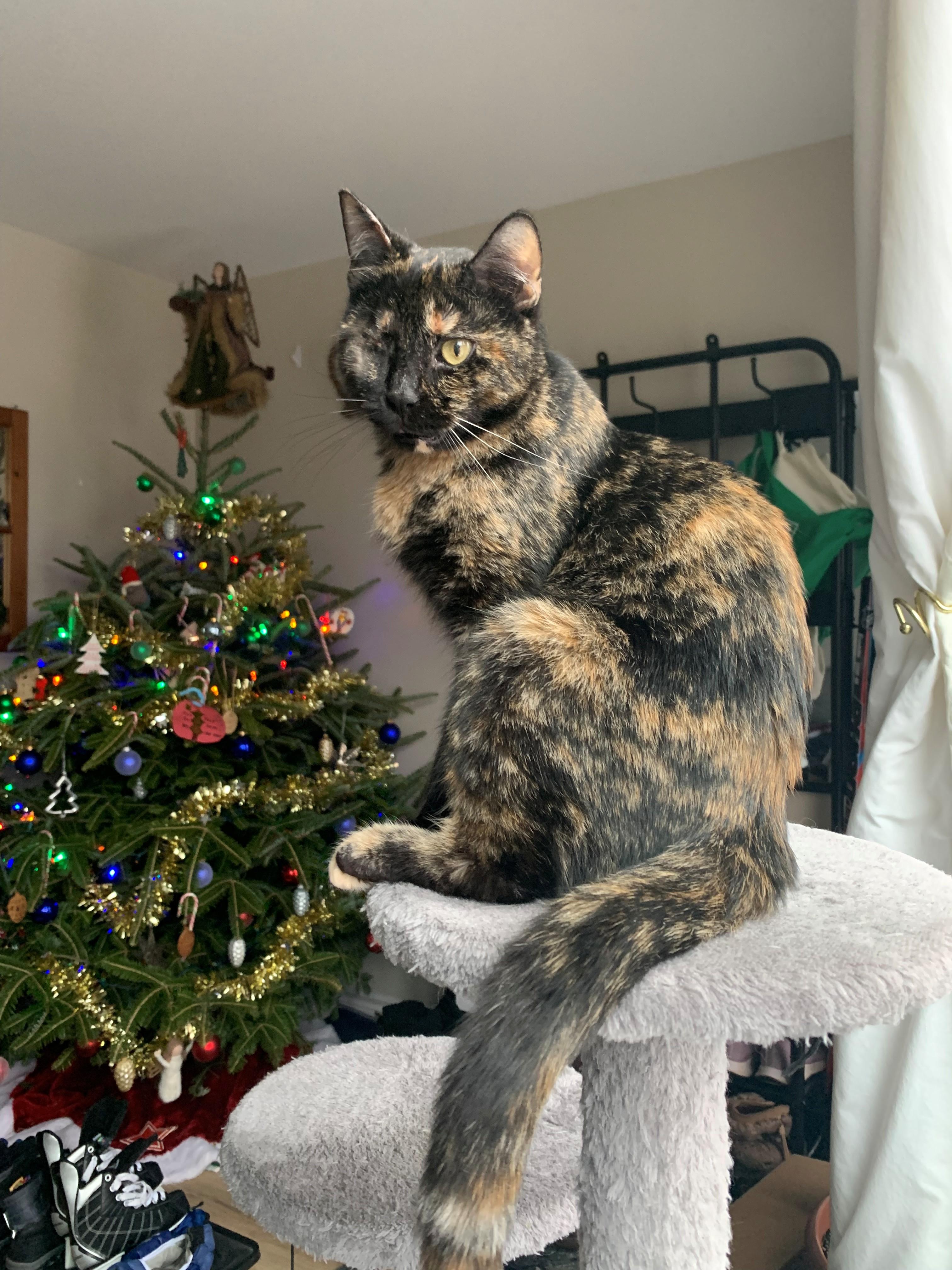 Enlarge Natalie, an adopted Domestic Short Hair in Hamilton, ON image 2/3